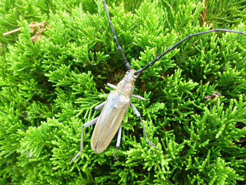 ミヤマカマキリ