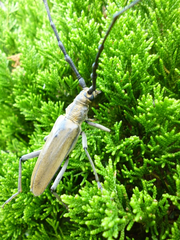 ミヤマカマキリ