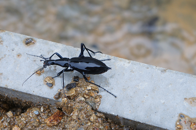 マイマイカブリ