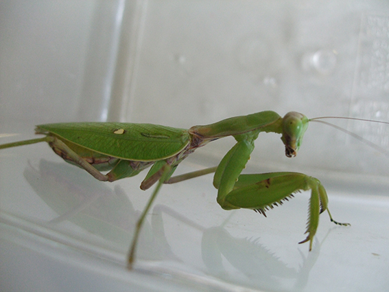 ハラビロカマキリ