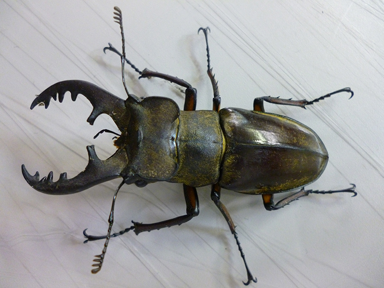 ミヤマクワガタ