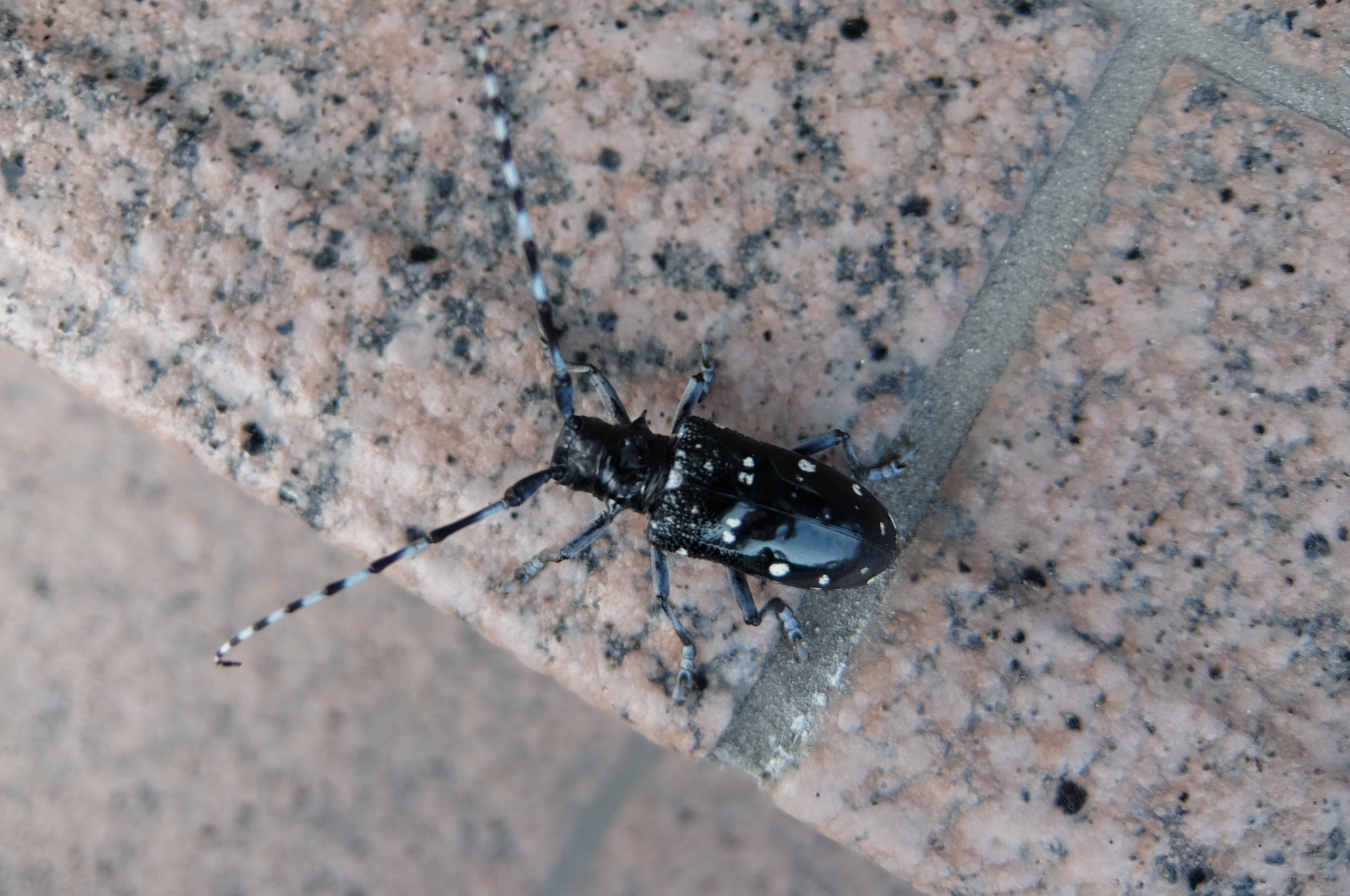 ゴマダラカミキリムシ