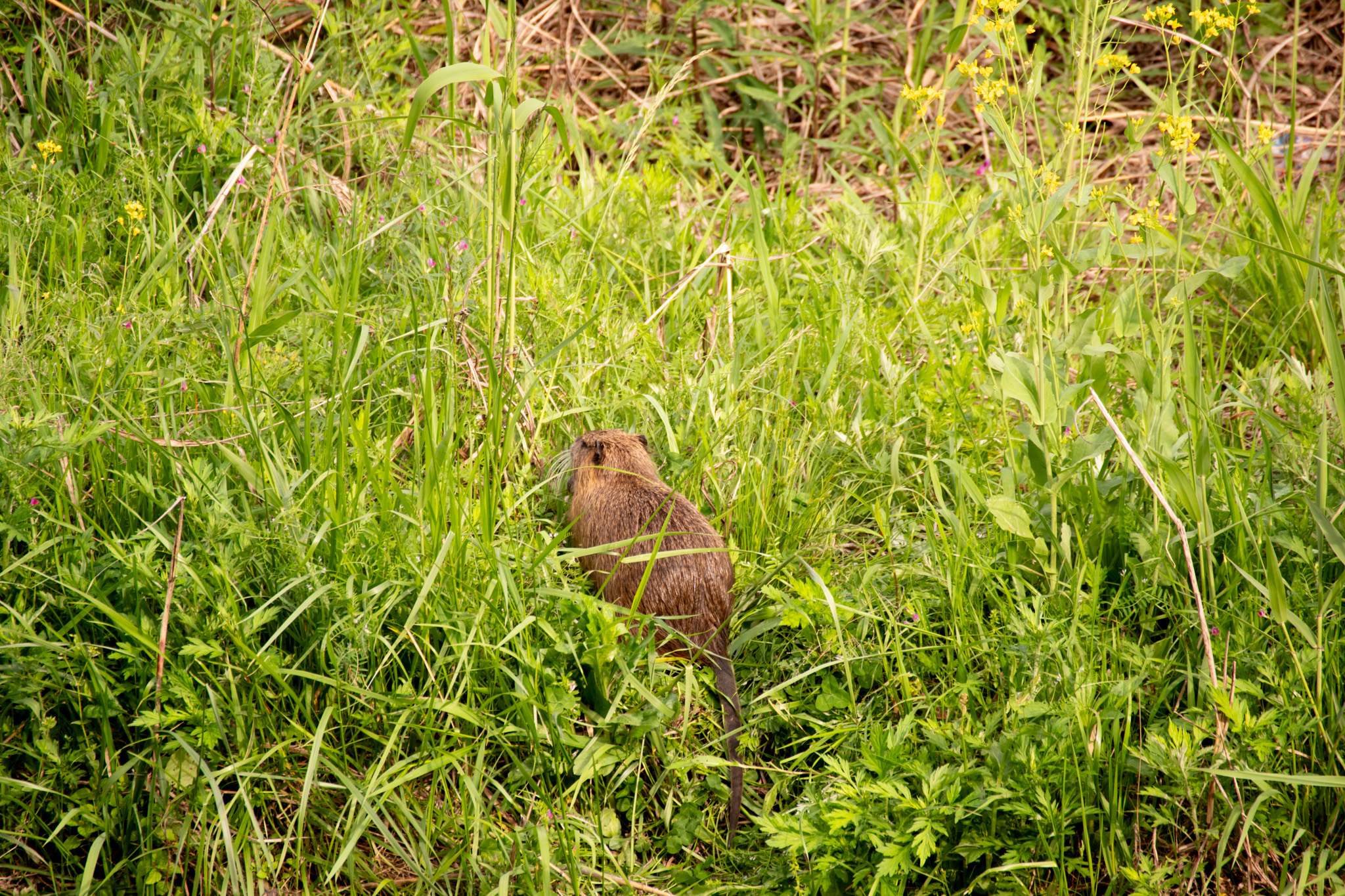 三河工場ヨコ河川敷に生物発見！