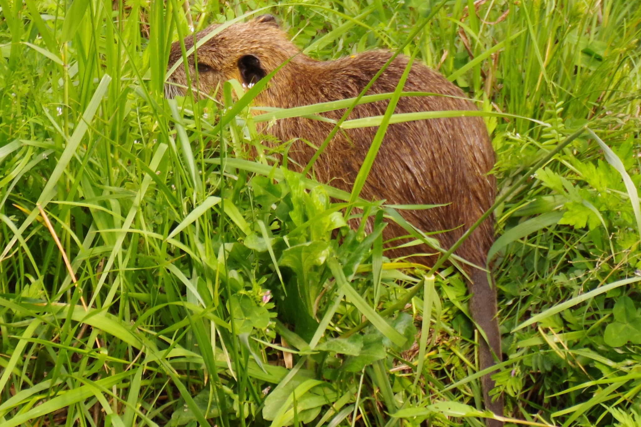 特定外来生物「ヌートリア」！
