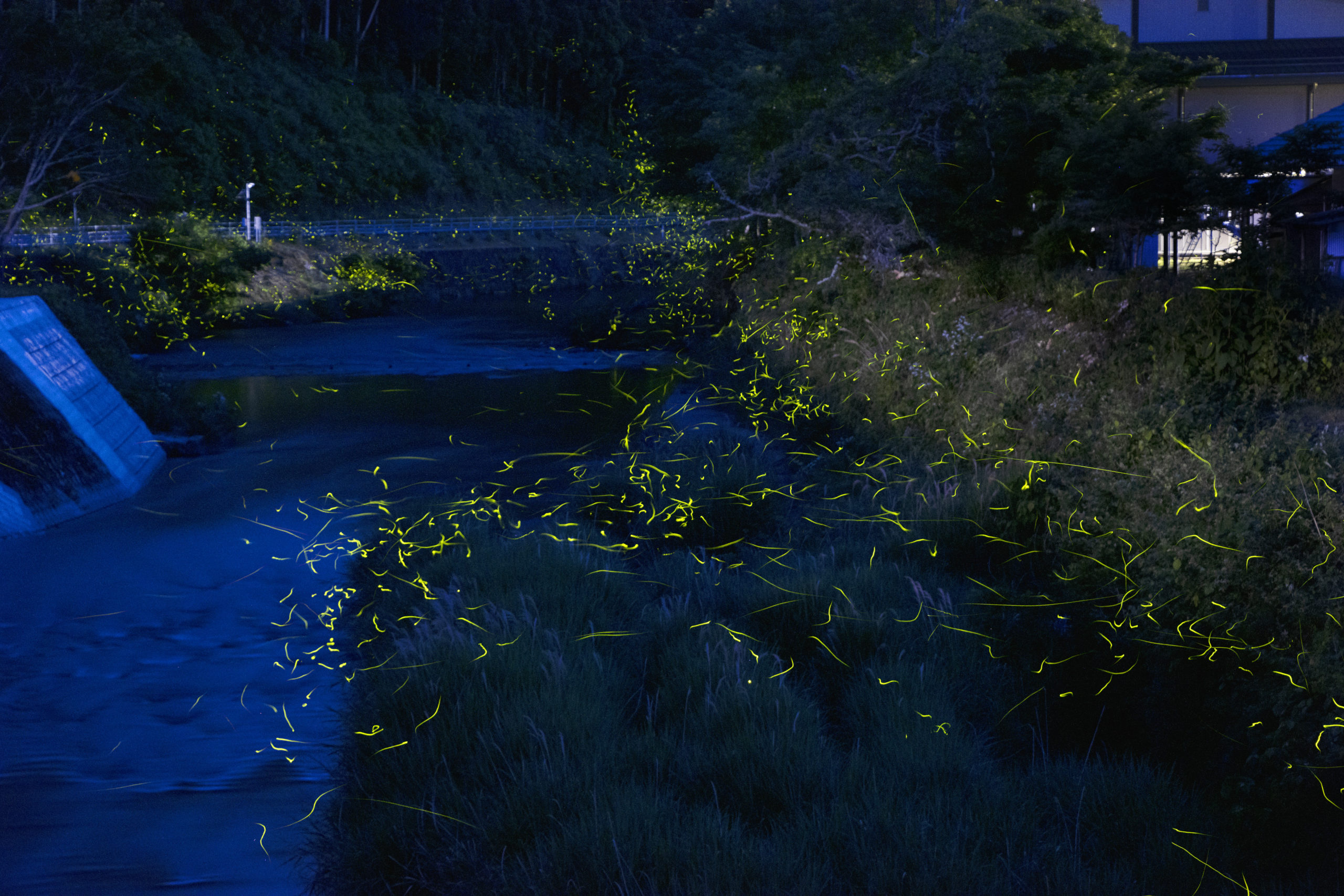 ほたるの里「和田地区」（周南市立和田小近く）