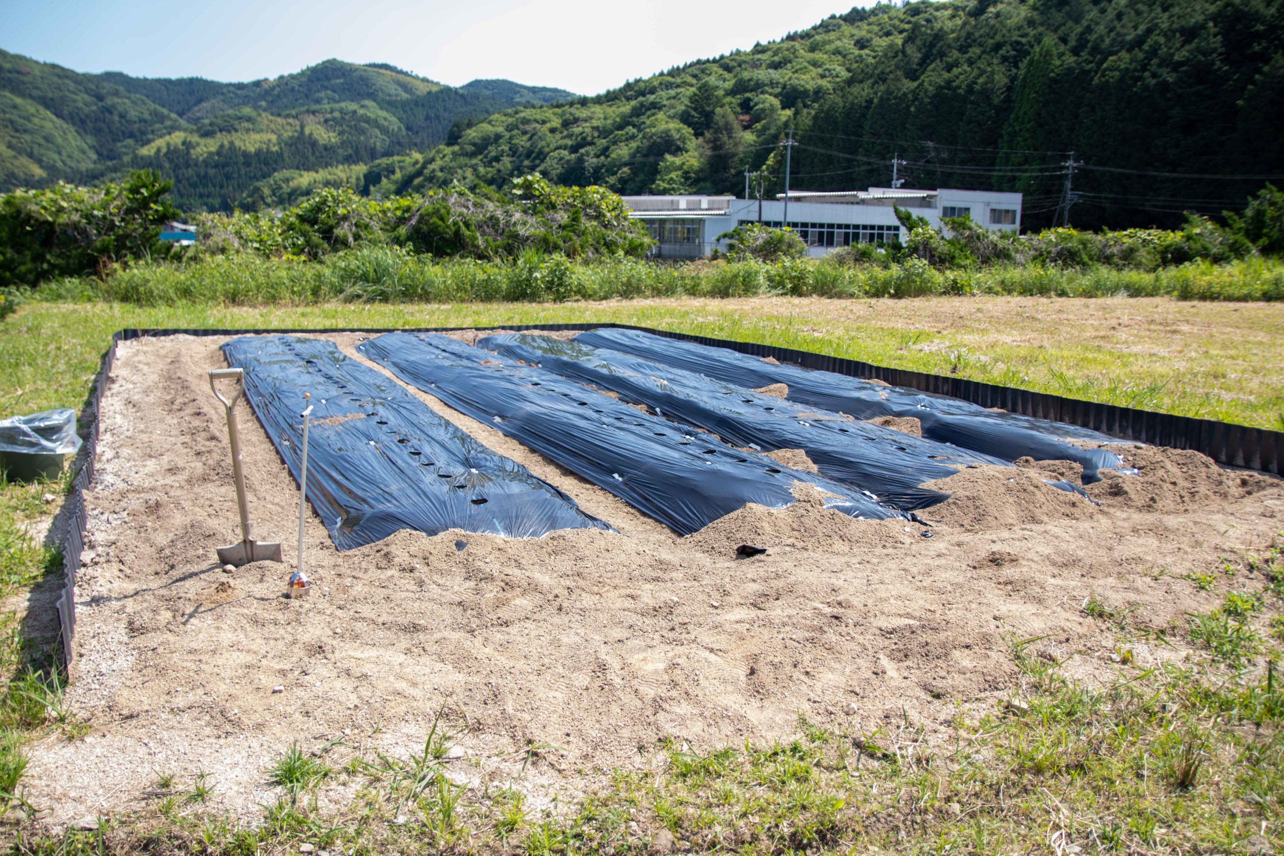 社員家族参加！さつまいもの苗植え体験！