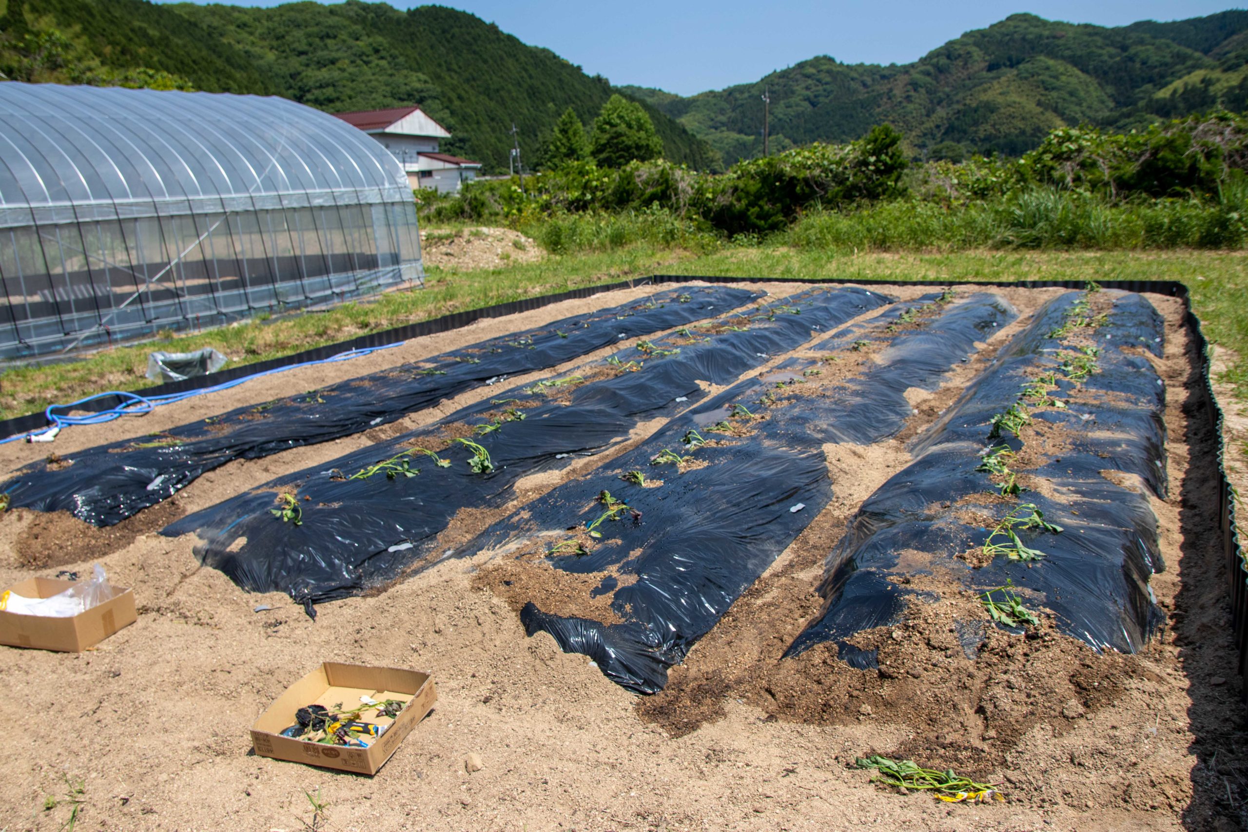 苗植え体験！畝毎に違う品種（4種）を植えました