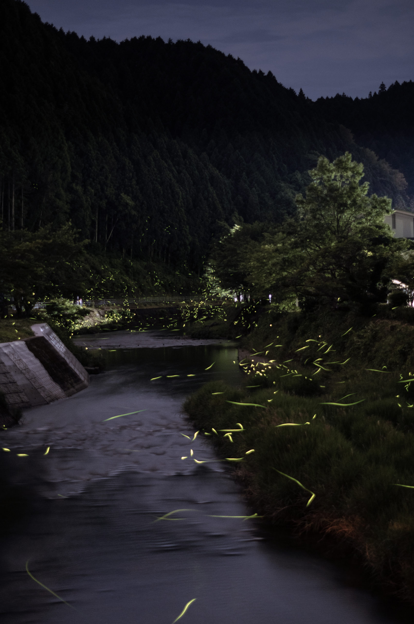 ほたるの里「和田地区」（周南市立和田小近く）