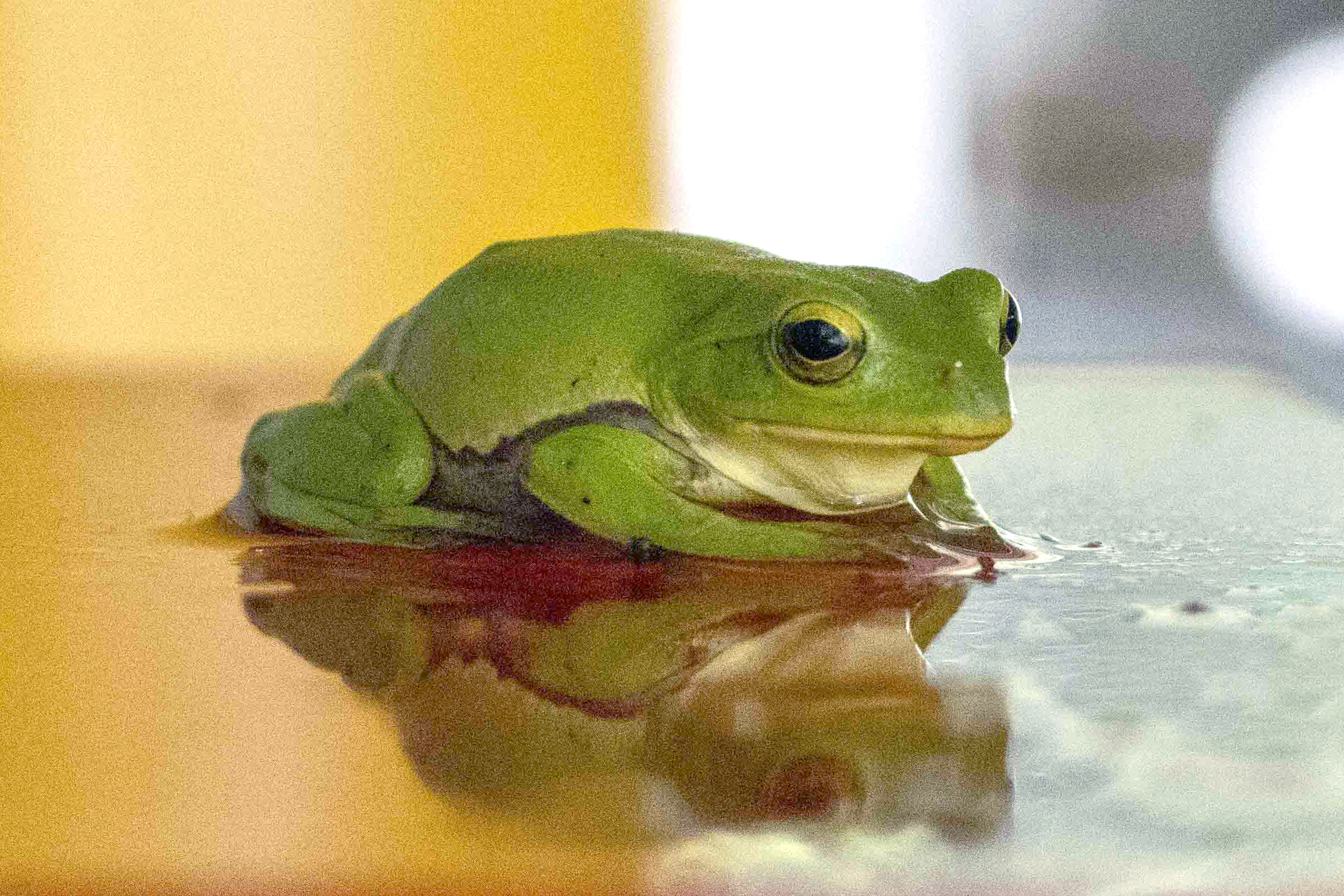 本社にてアオガエルを発見