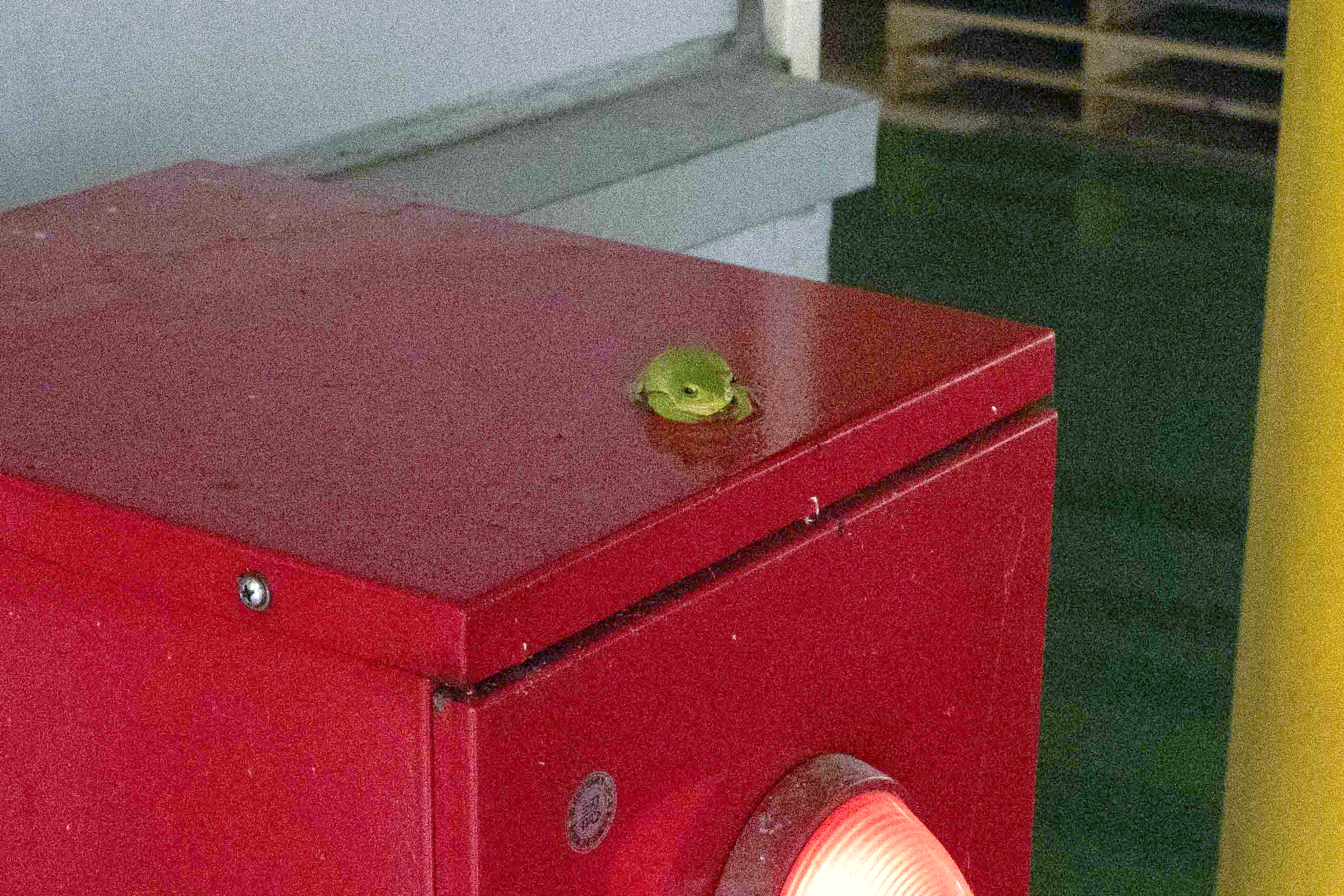 消火栓の上で雨宿り