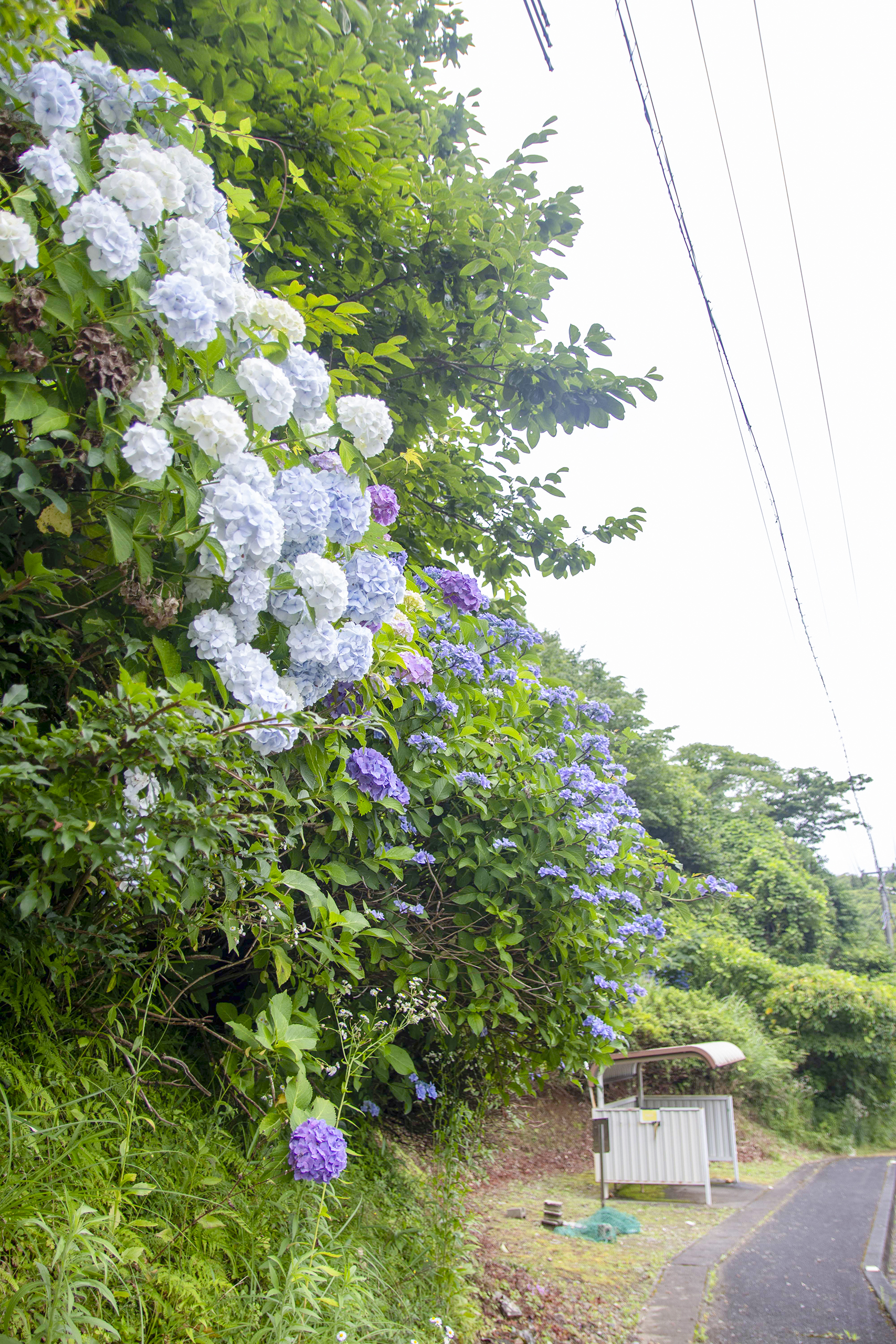 県道180号串夜市線、下広沢バス停のアジサイ