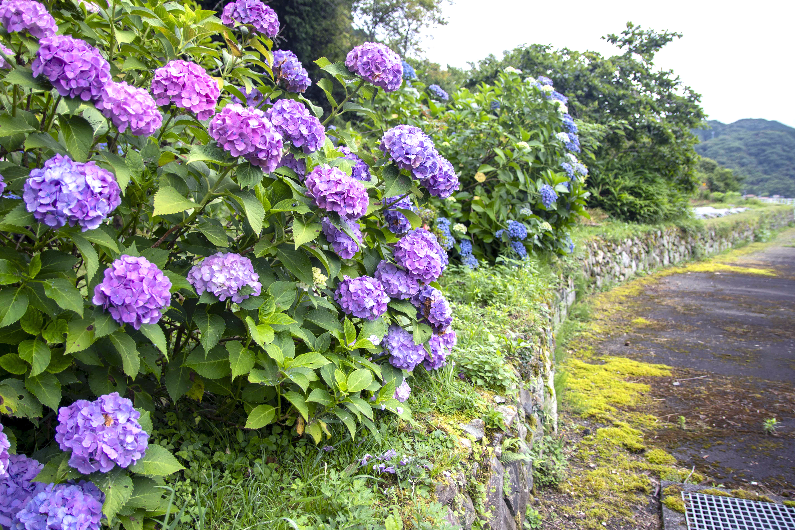 県道180号米光、道路脇のアジサイ