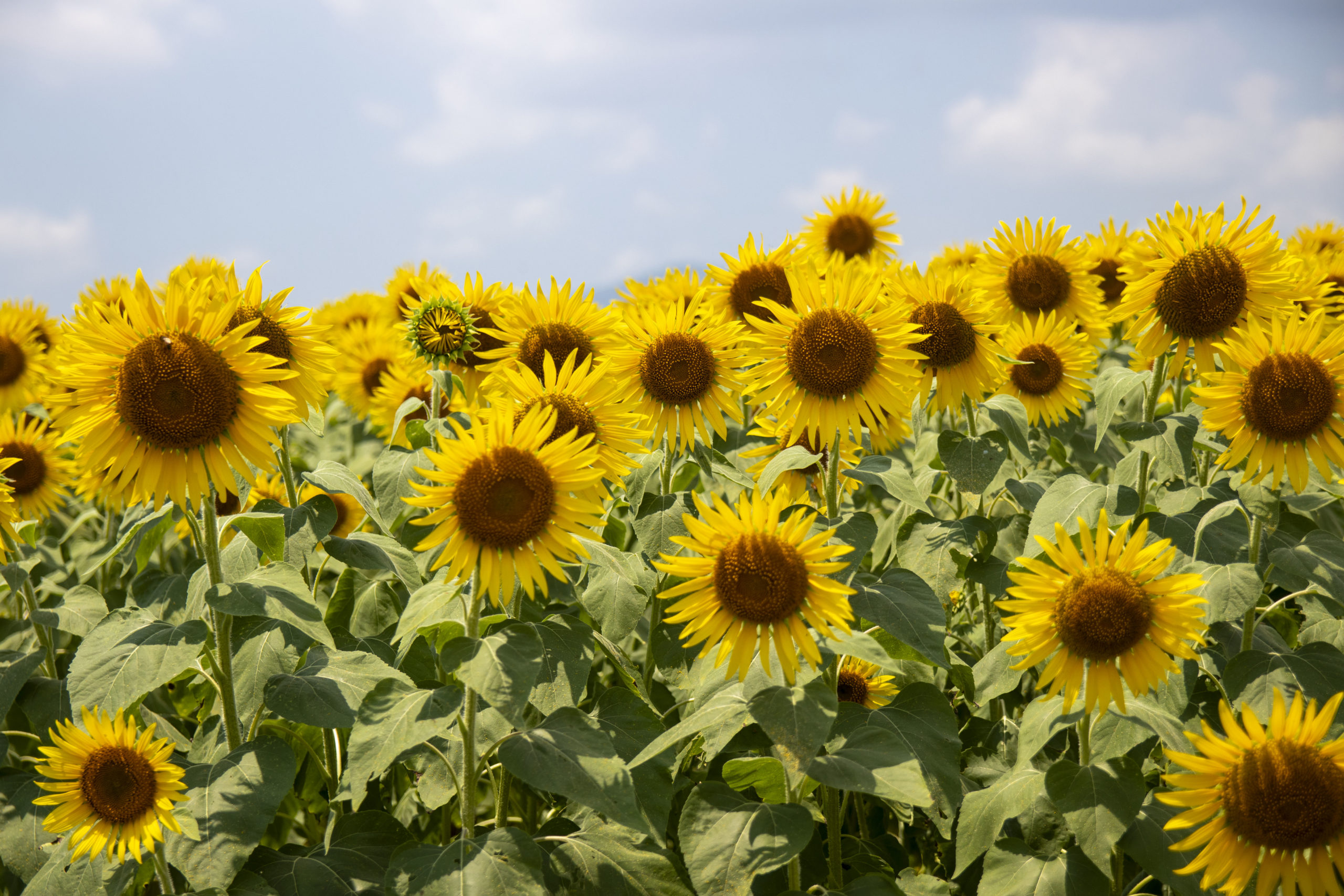 山陽小野田市花の海のひまわり。