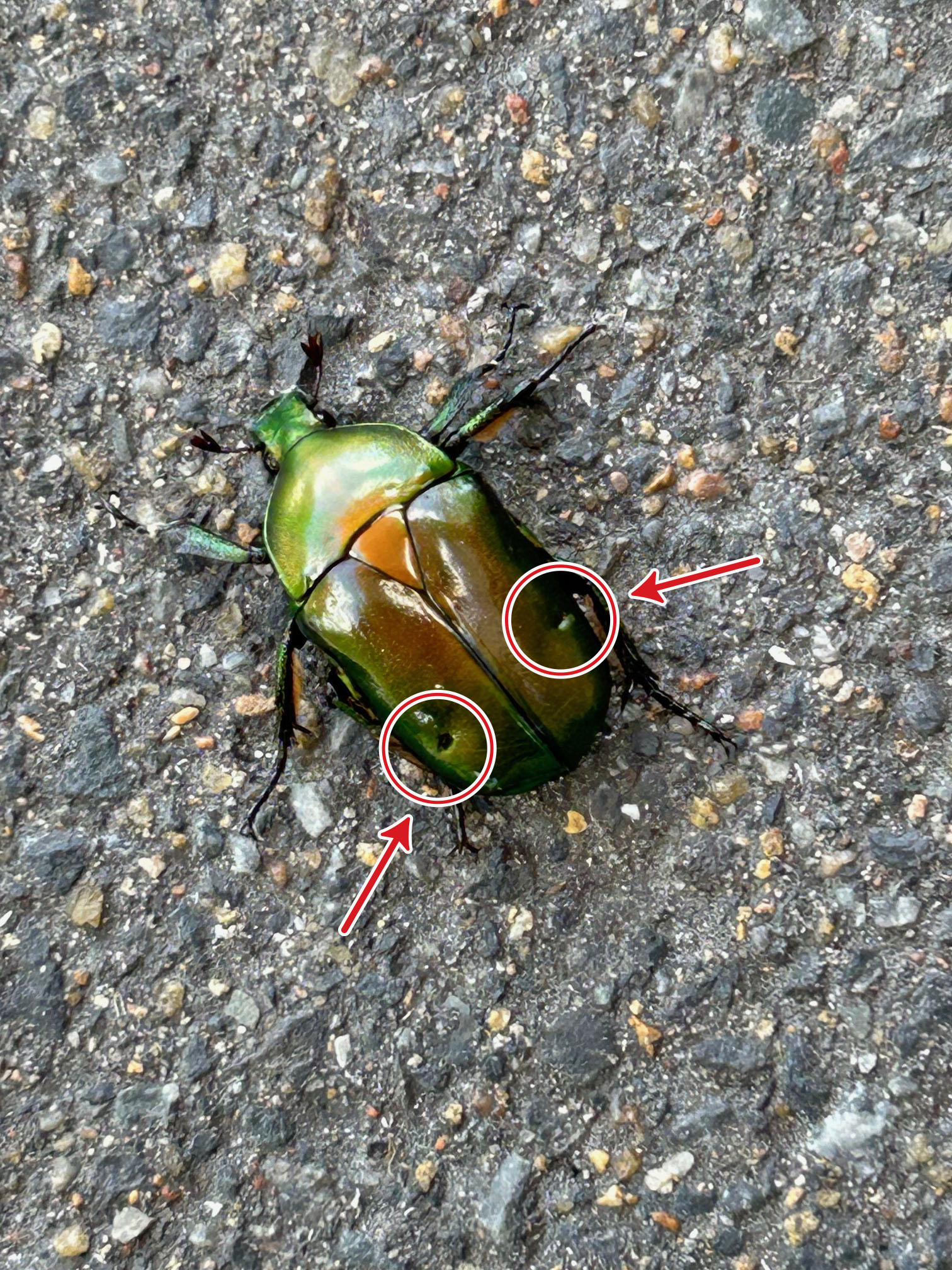 羽の両側にくぼみが。 クワガタ虫と戦ったのかな？