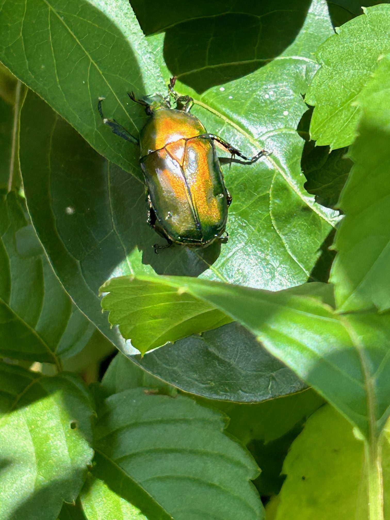 カナブン。本社にて。
