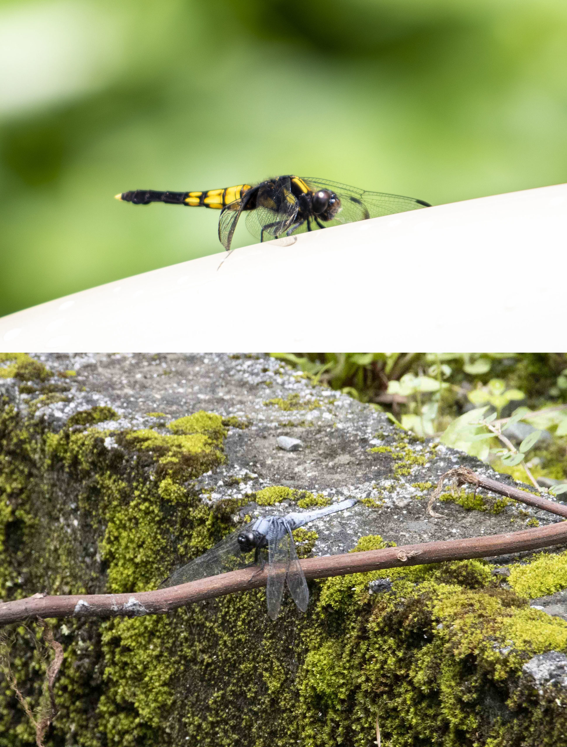 シオカラトンボ（上：メス、下：オス）本社にて。