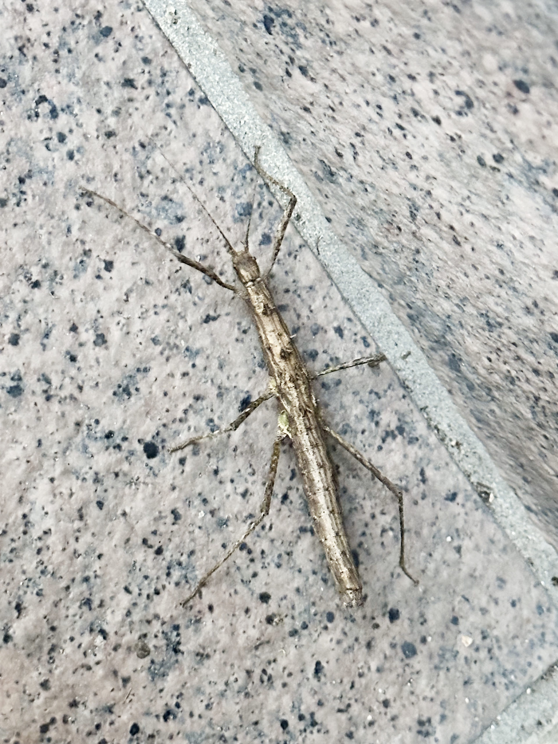 トゲナナフシ。本社玄関前にて。