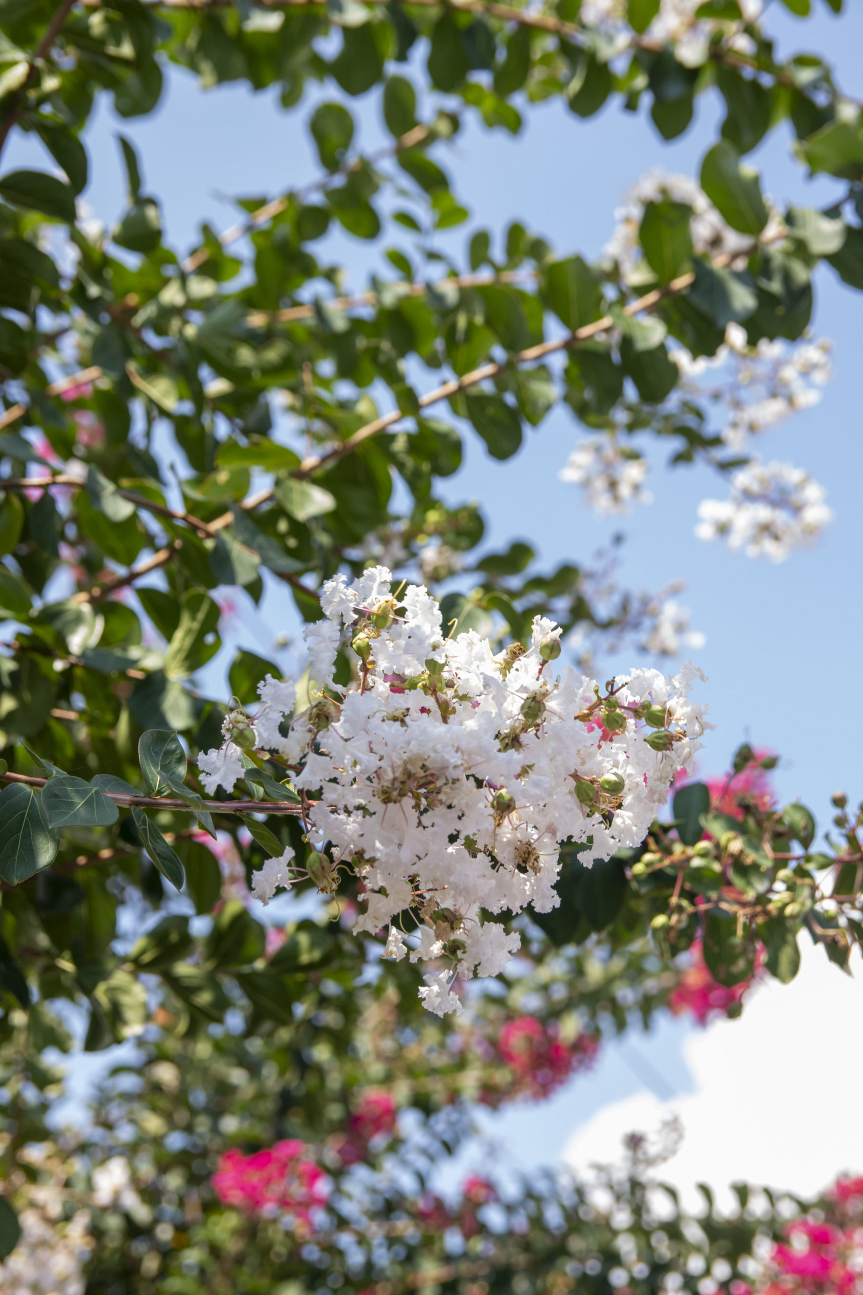 サルスベリ白。本社玄関前にて。