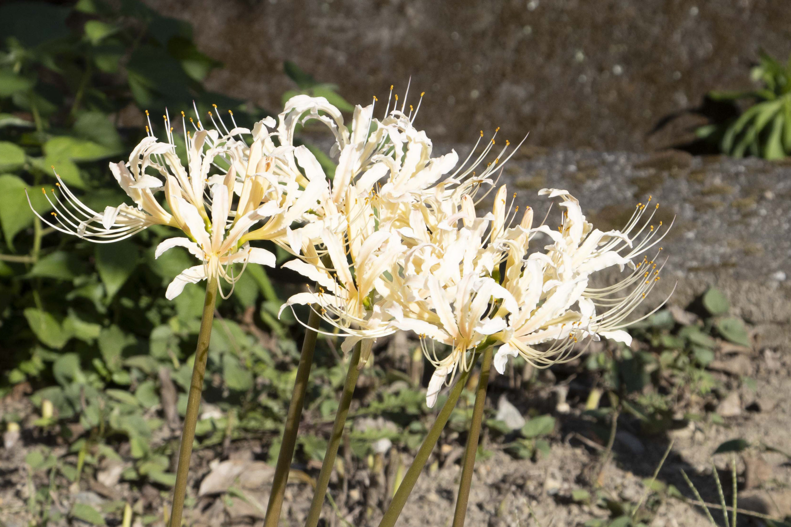 珍しい白彼岸花。米光地区にて。