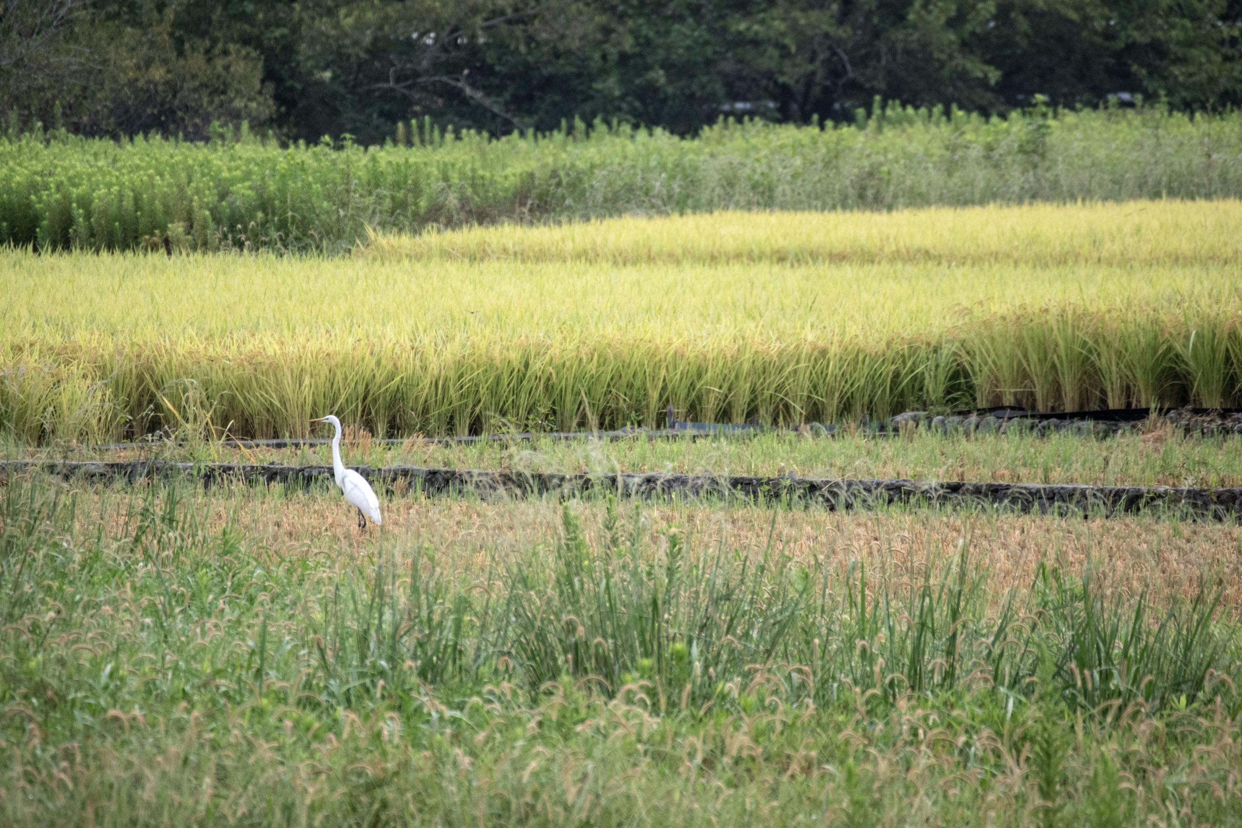 シラサギ。米光地の実りの稲前にて。