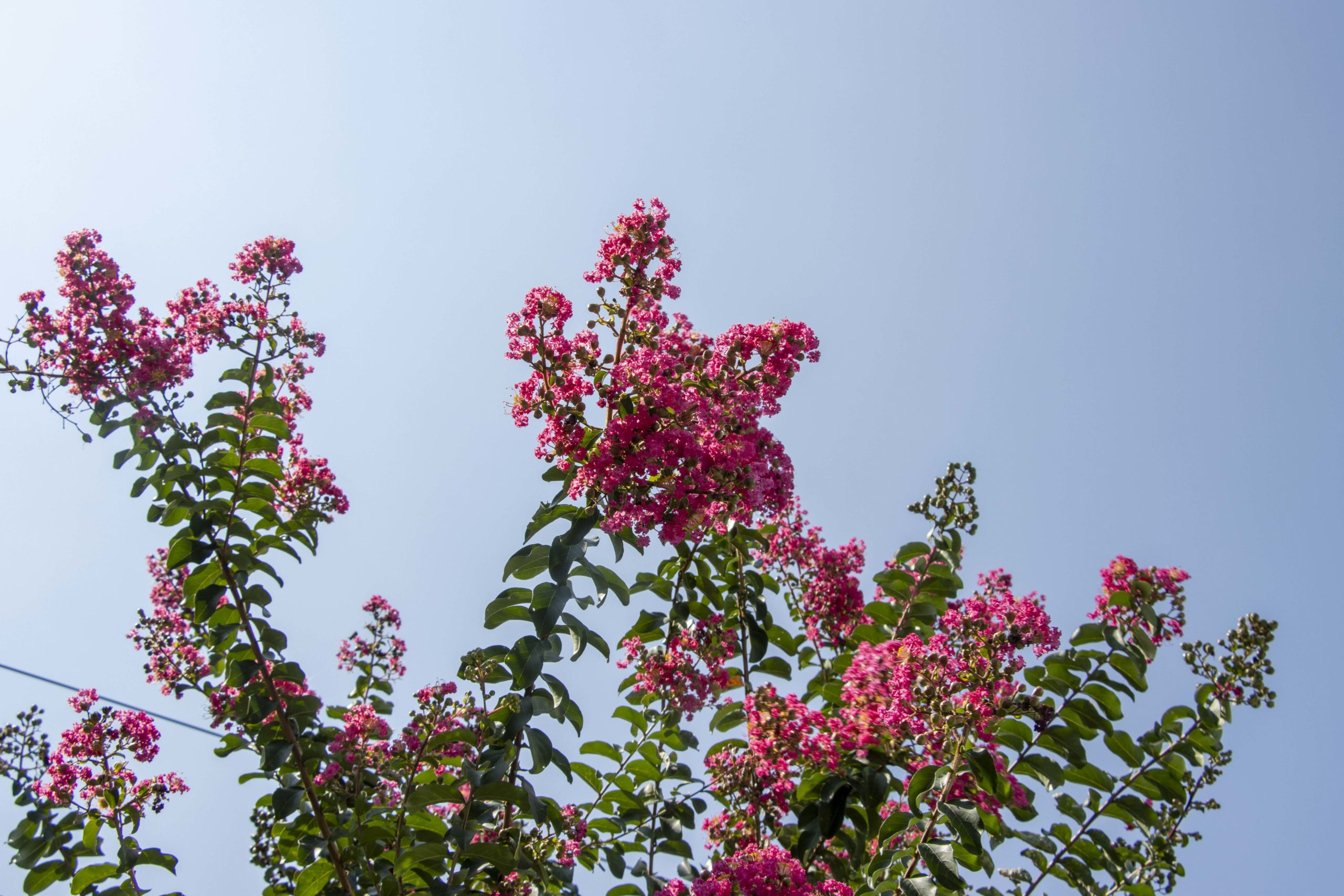 サルスベリピンク。本社玄関前にて。