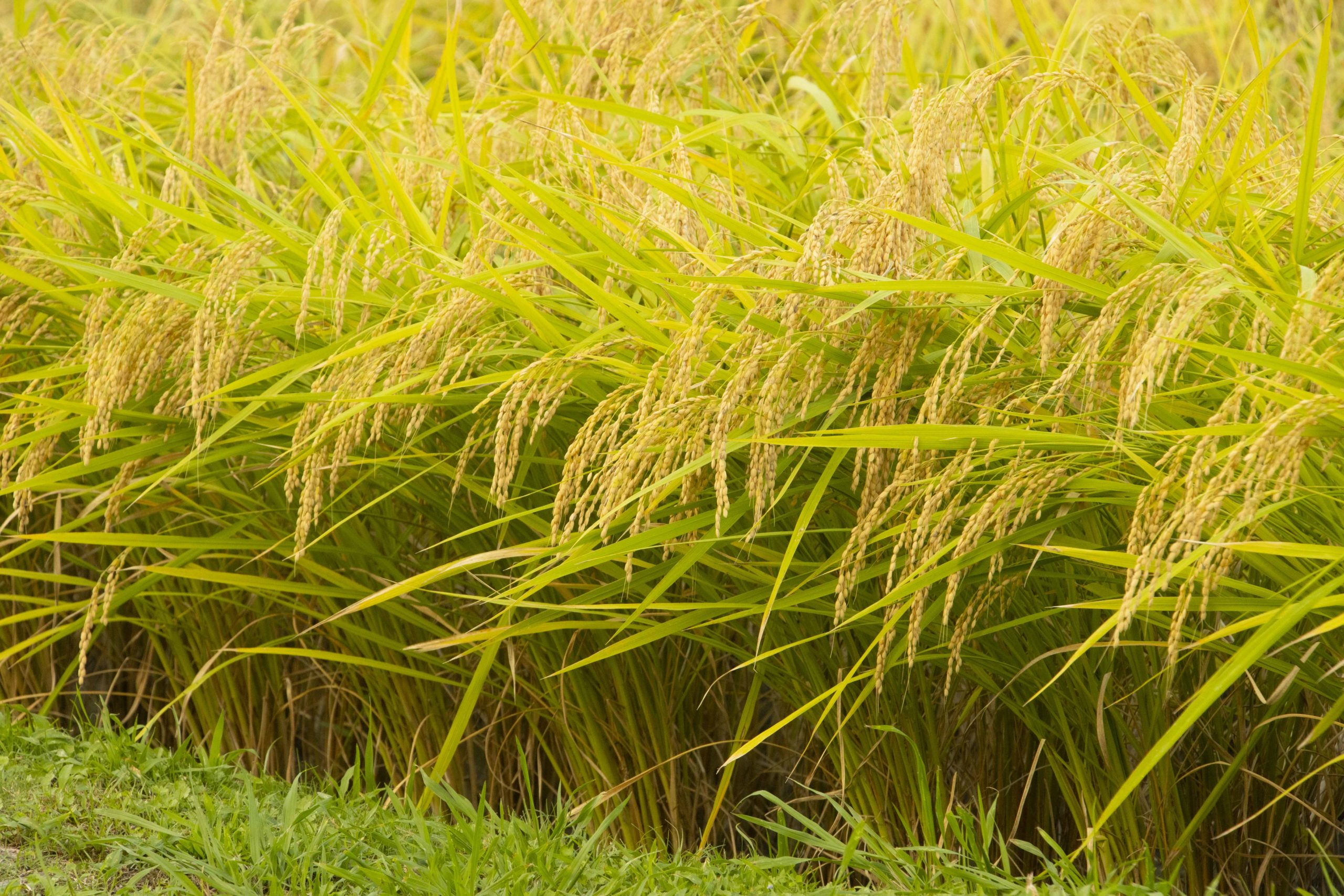 頭を垂れる稲穂。米光地区にて。