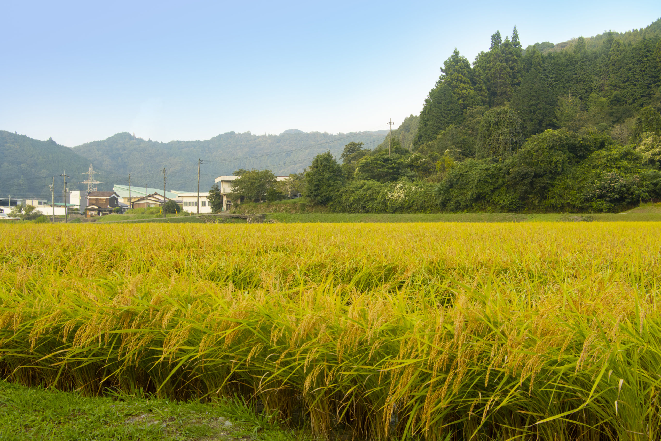 頭を垂れる稲穂。米光地区にて。