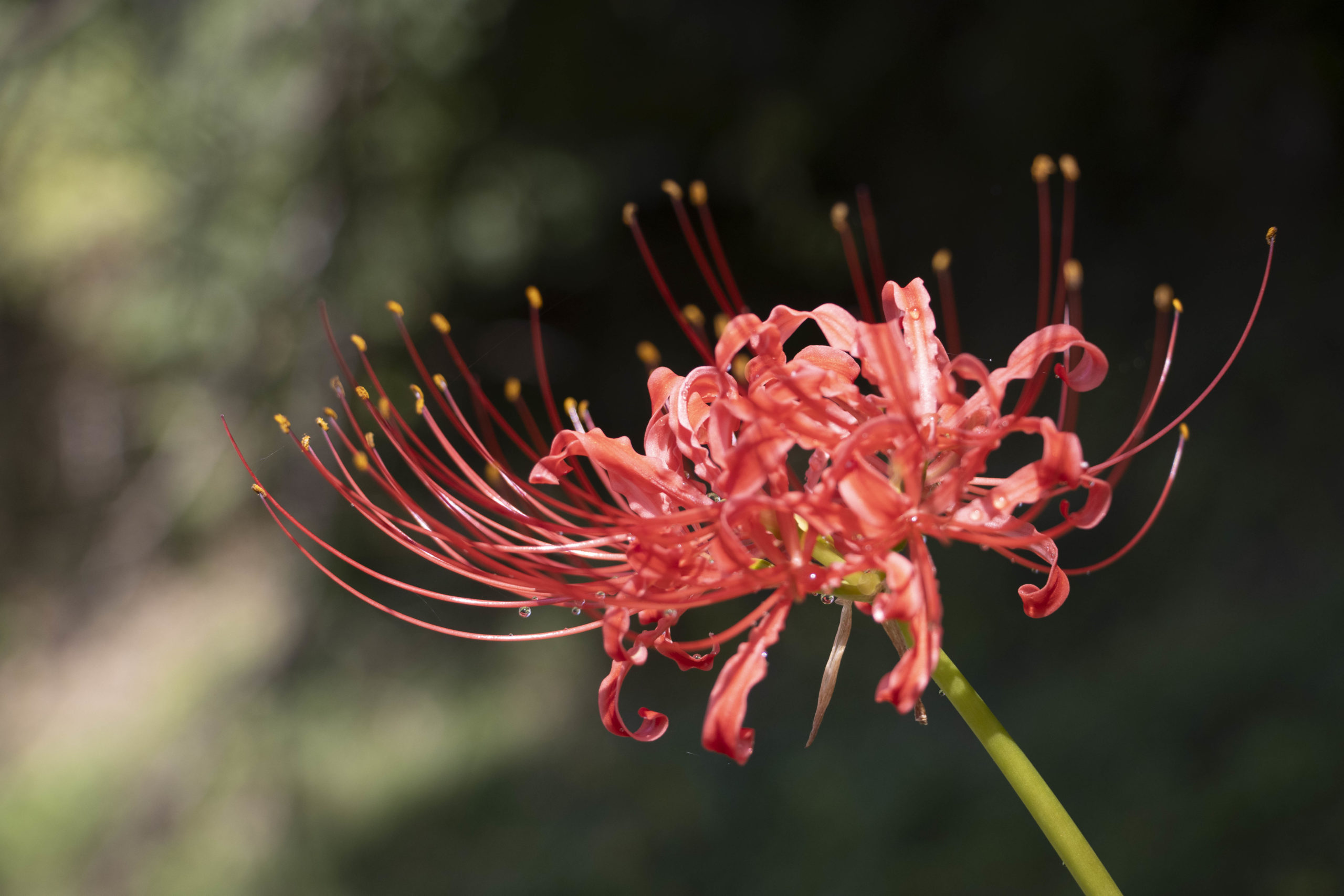 一輪の彼岸花。新倉庫裏山にて。