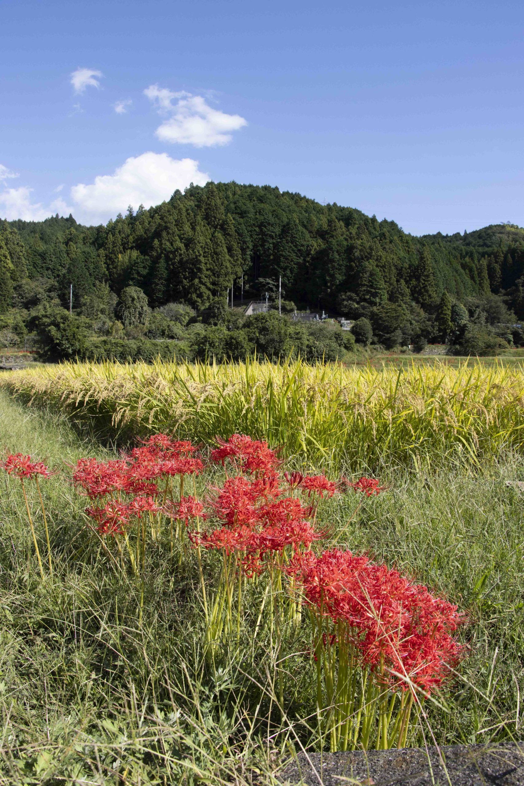 稲穂と彼岸花。米光地区にて。
