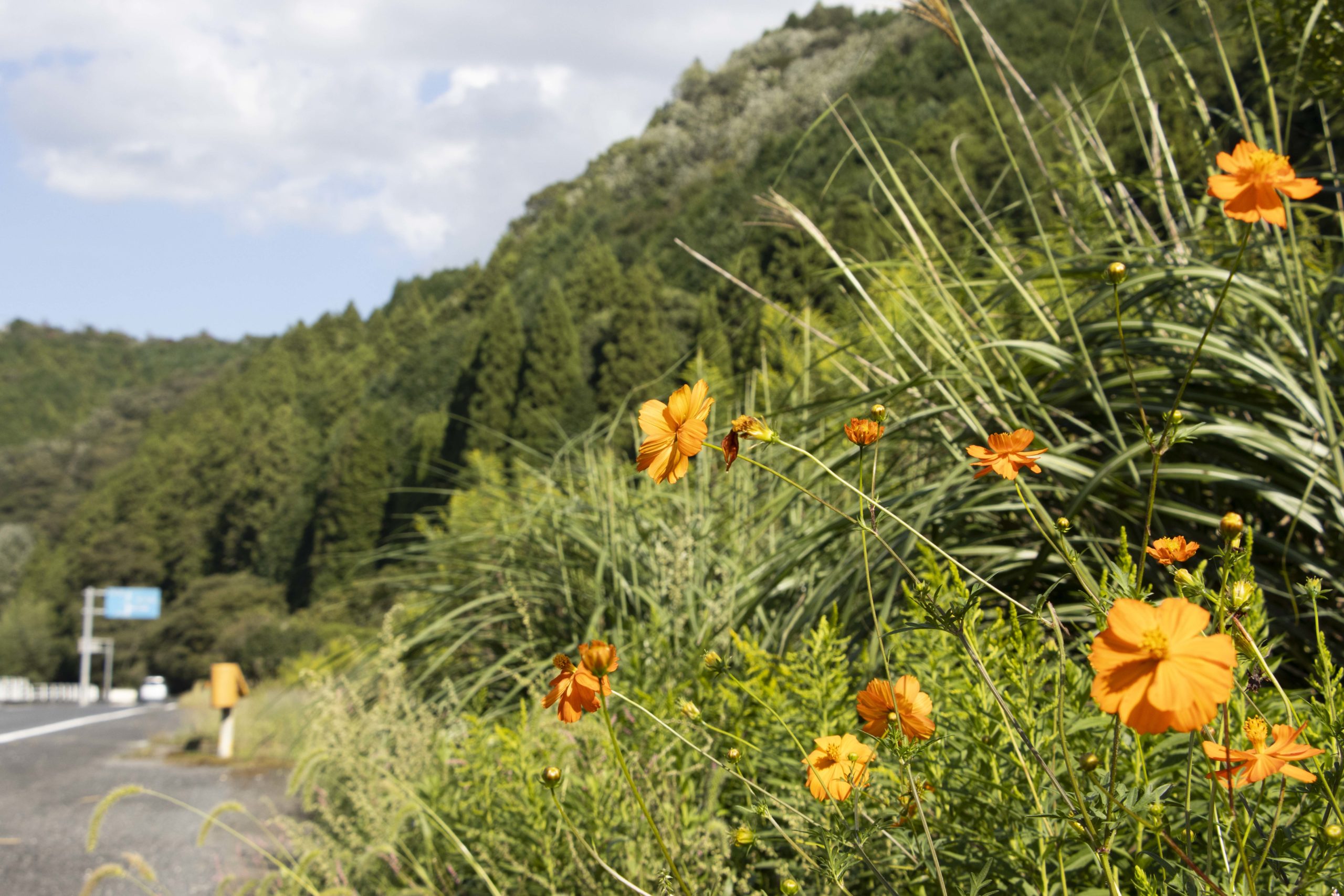 オレンジ色のコスモス。米光地区国道376号線沿い。