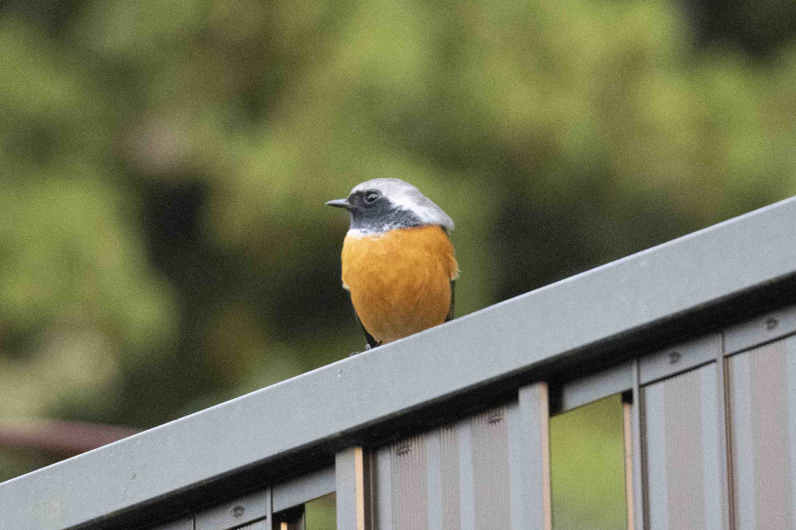 ジョウビタキのオス。本社にて。
