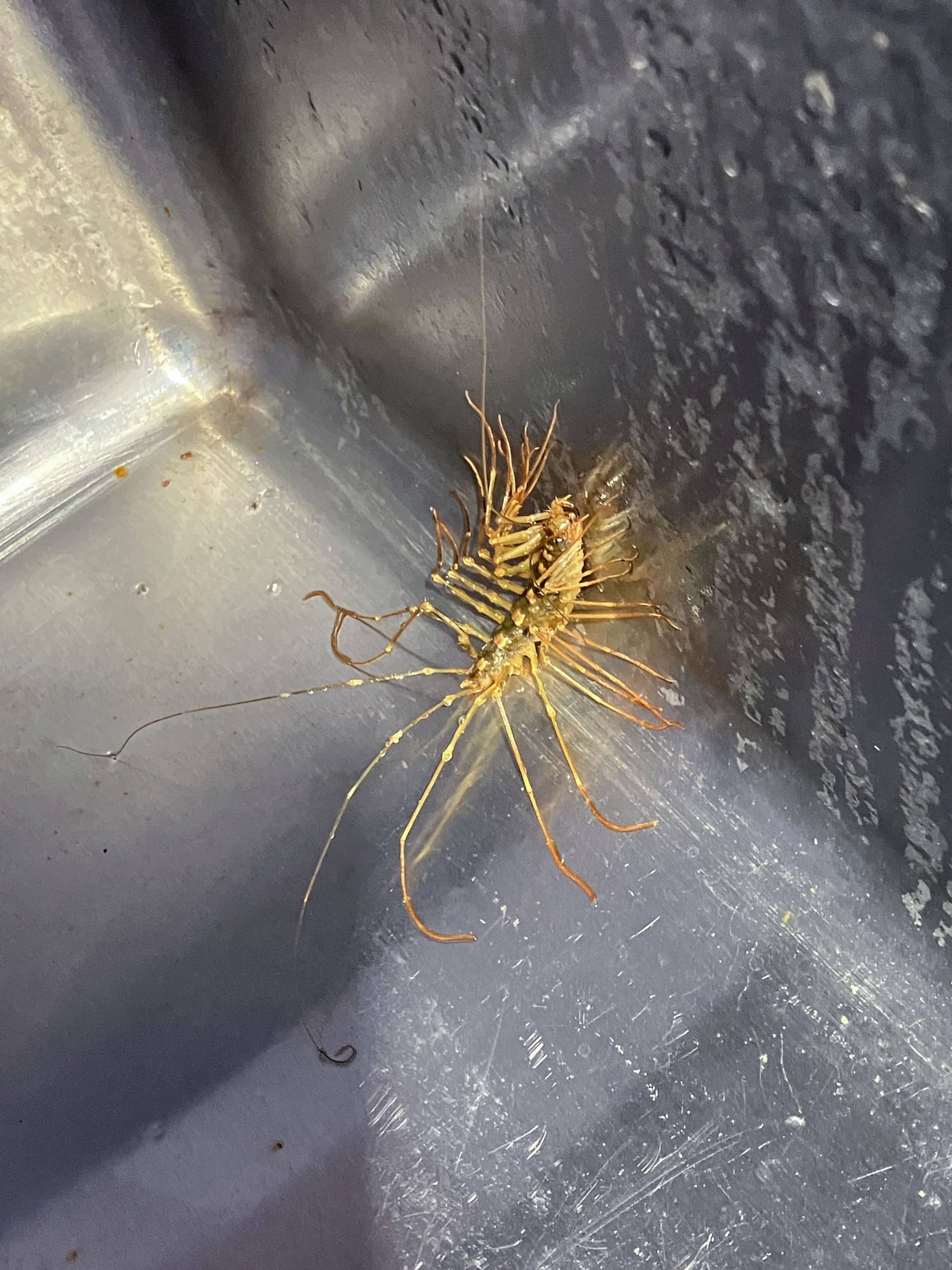 ゲジゲジ。本社にて。