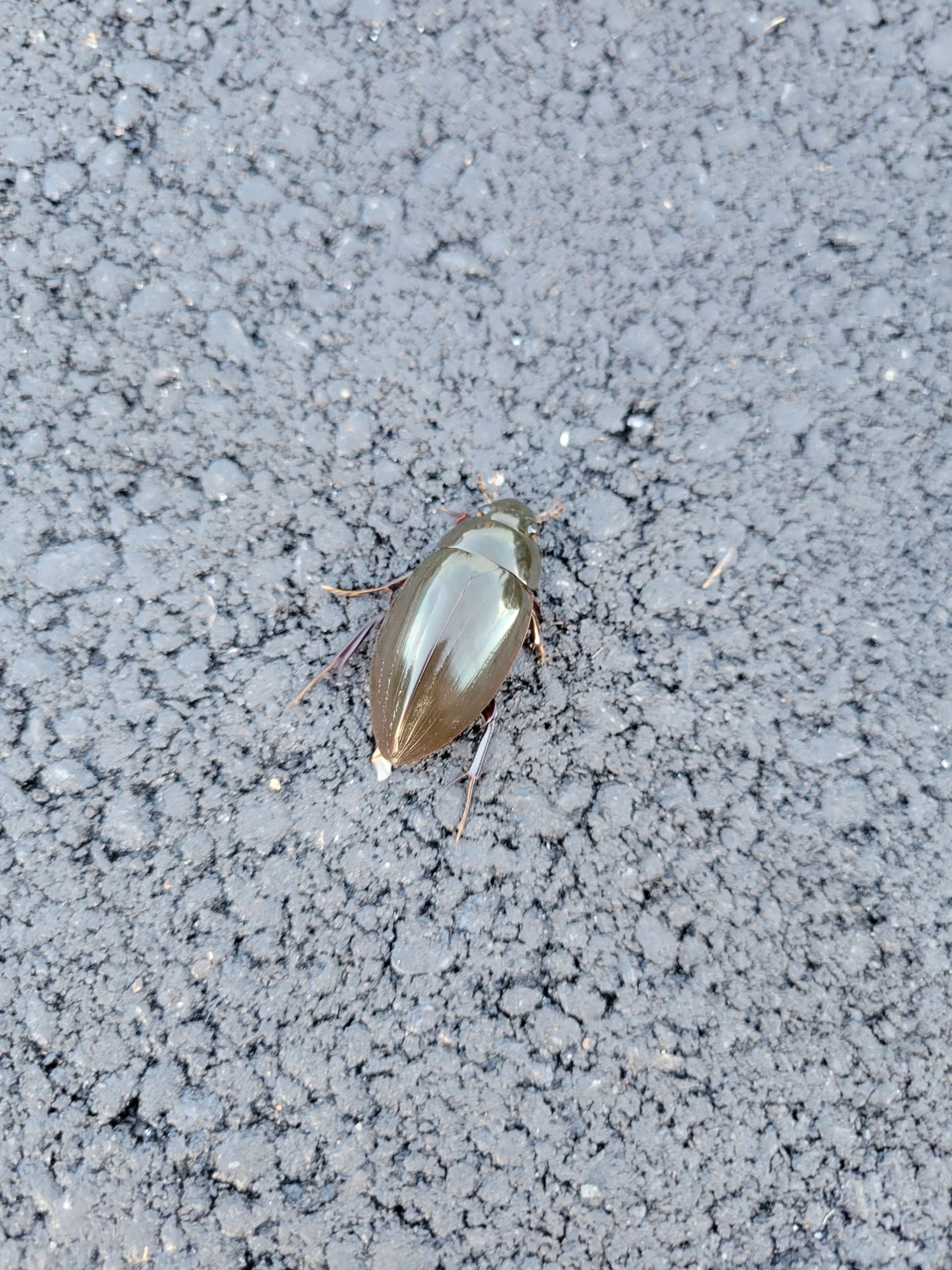 ガムシ。本社にて。