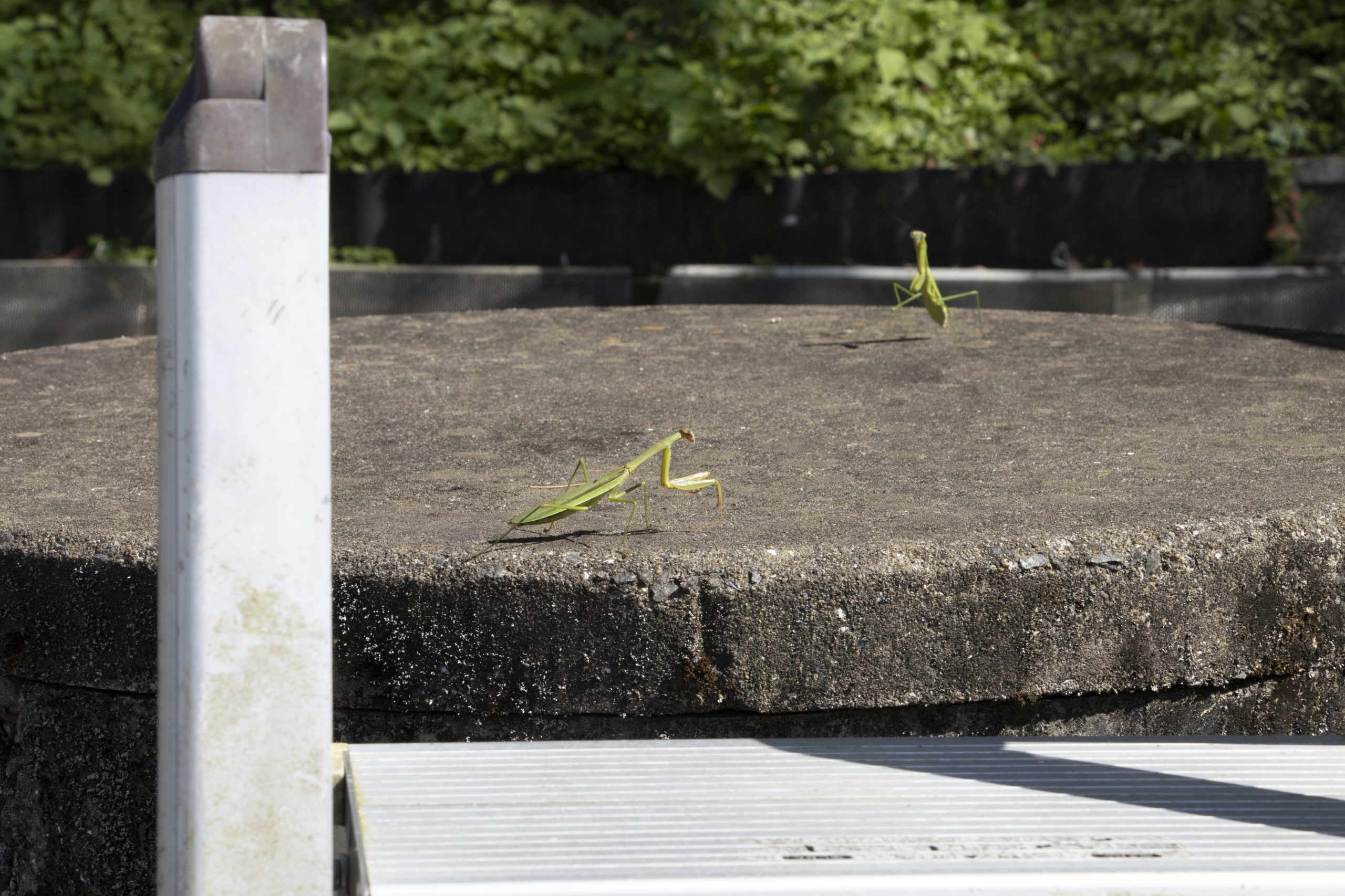 カマキリスパーリング。本社にて。