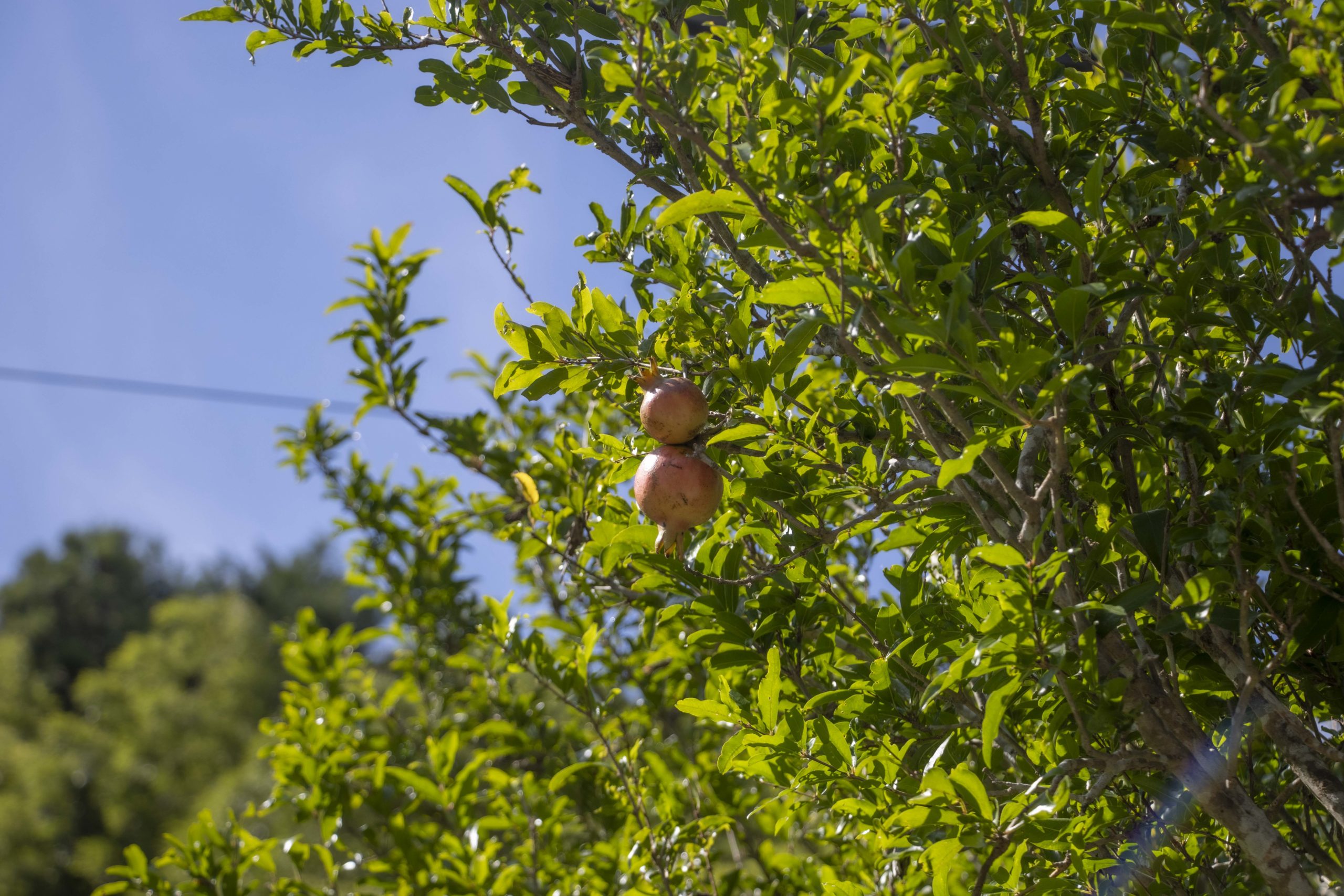 ザクロ。本社にて。