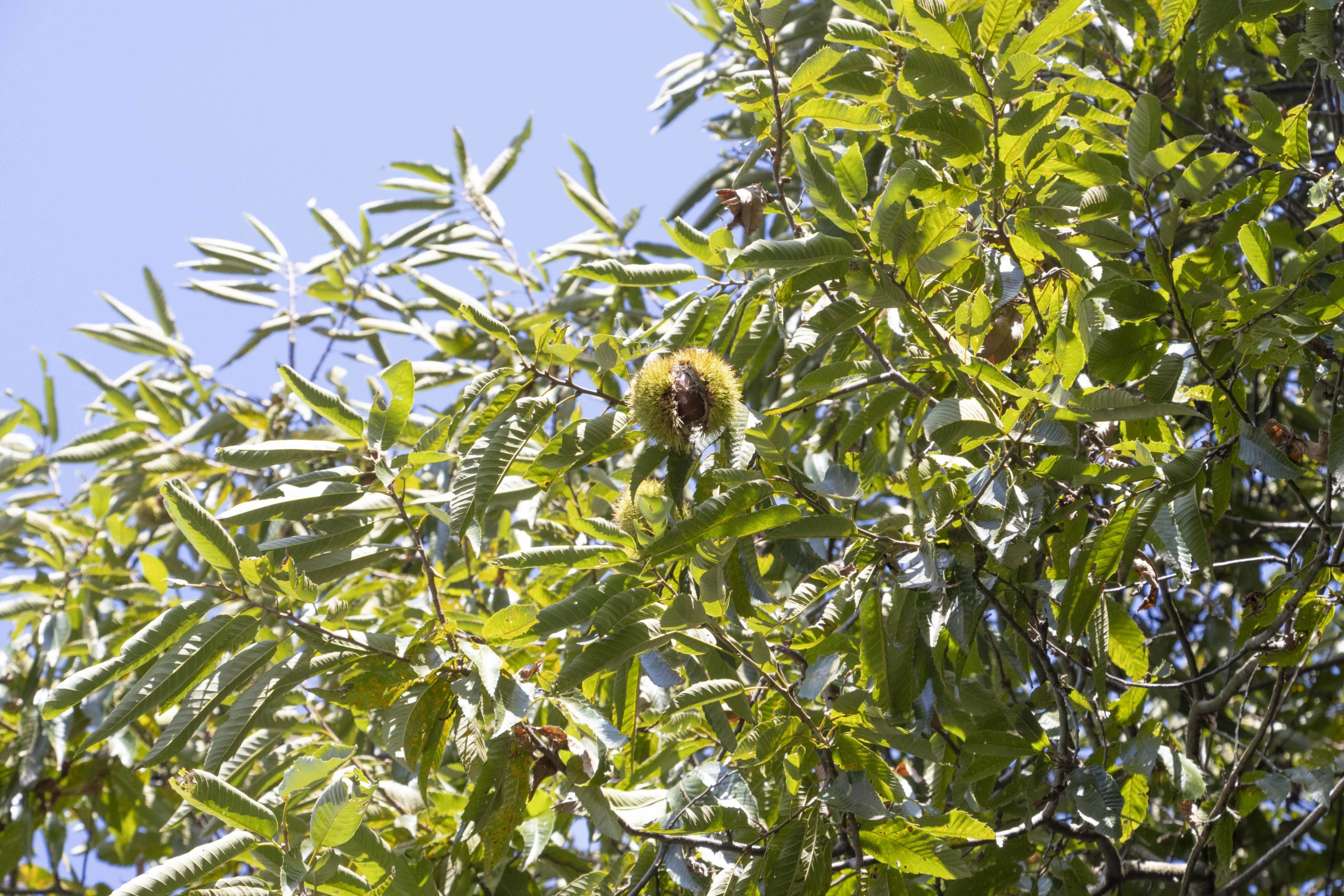 栗。本社近所にて。