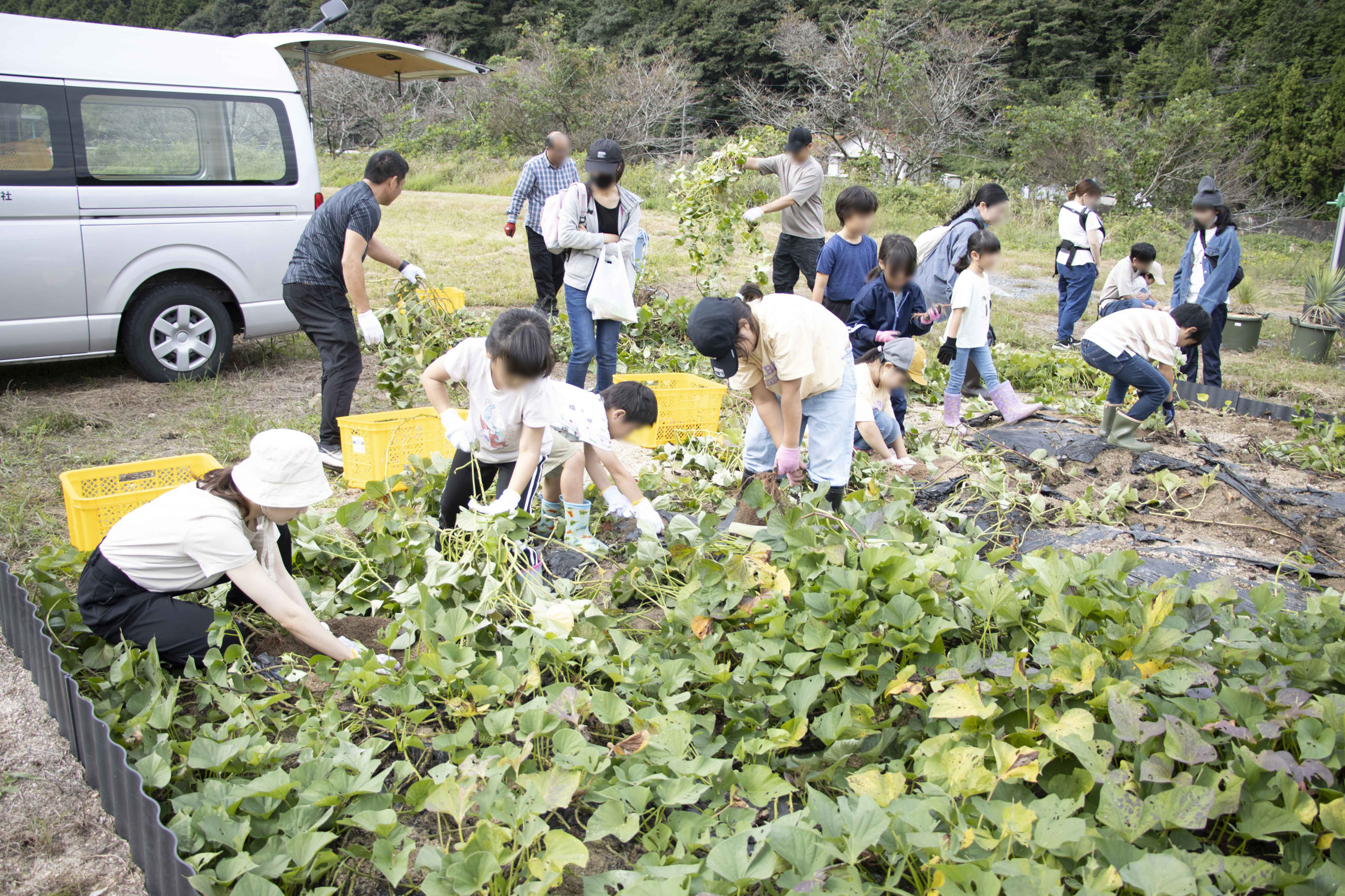 5月に植えた芋を収穫しました！