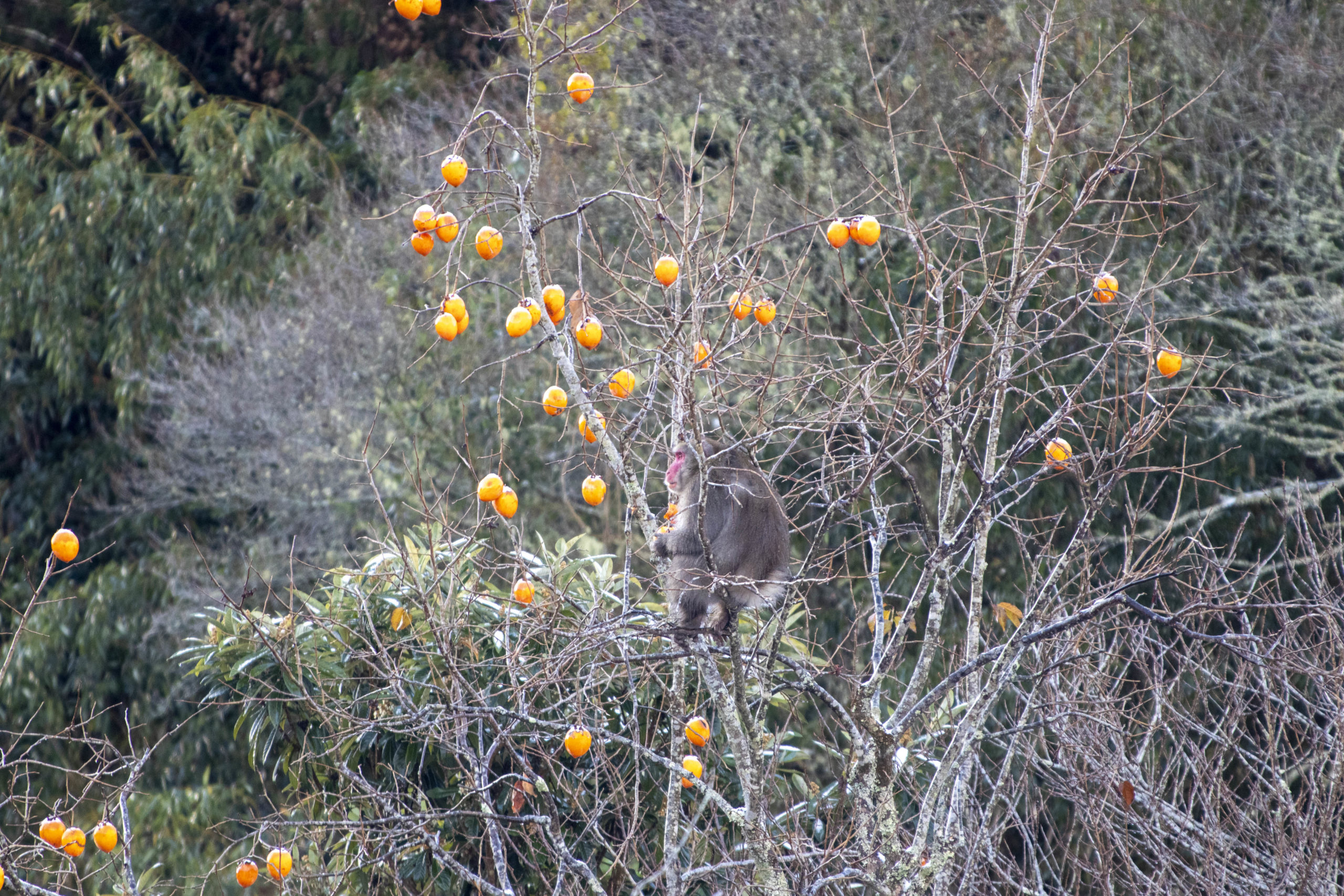 柿を食べる猿。