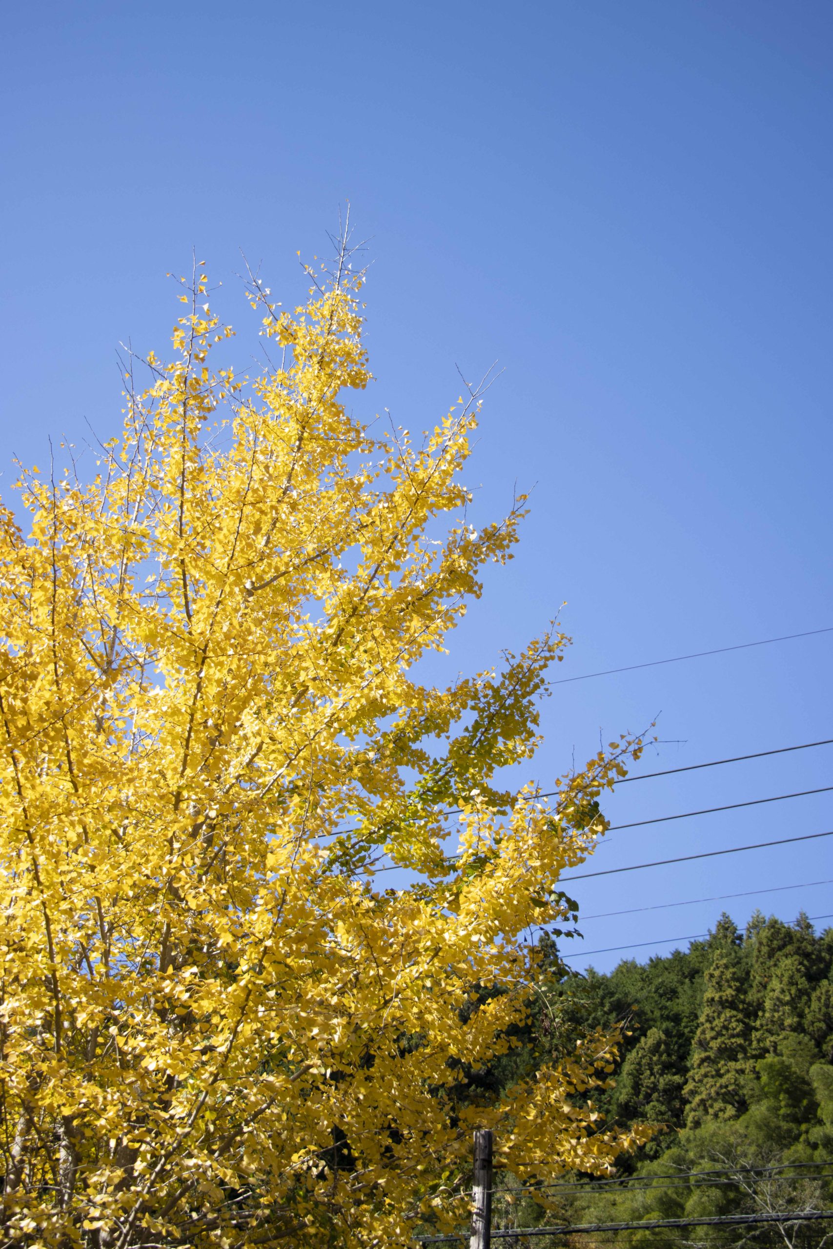 イチョウ。本社の駐車場近所にて。