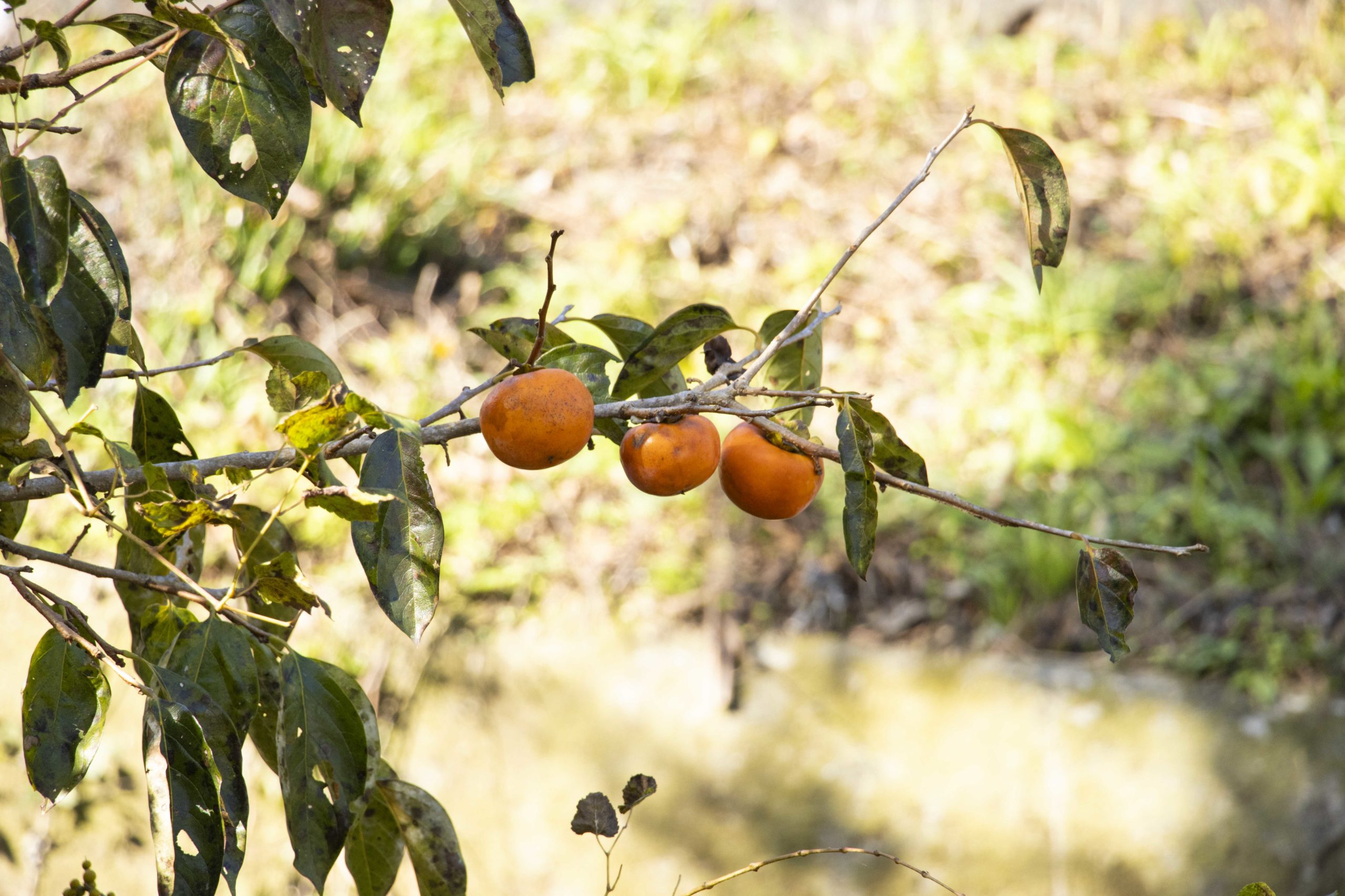 柿。本社の駐車場近所にて。