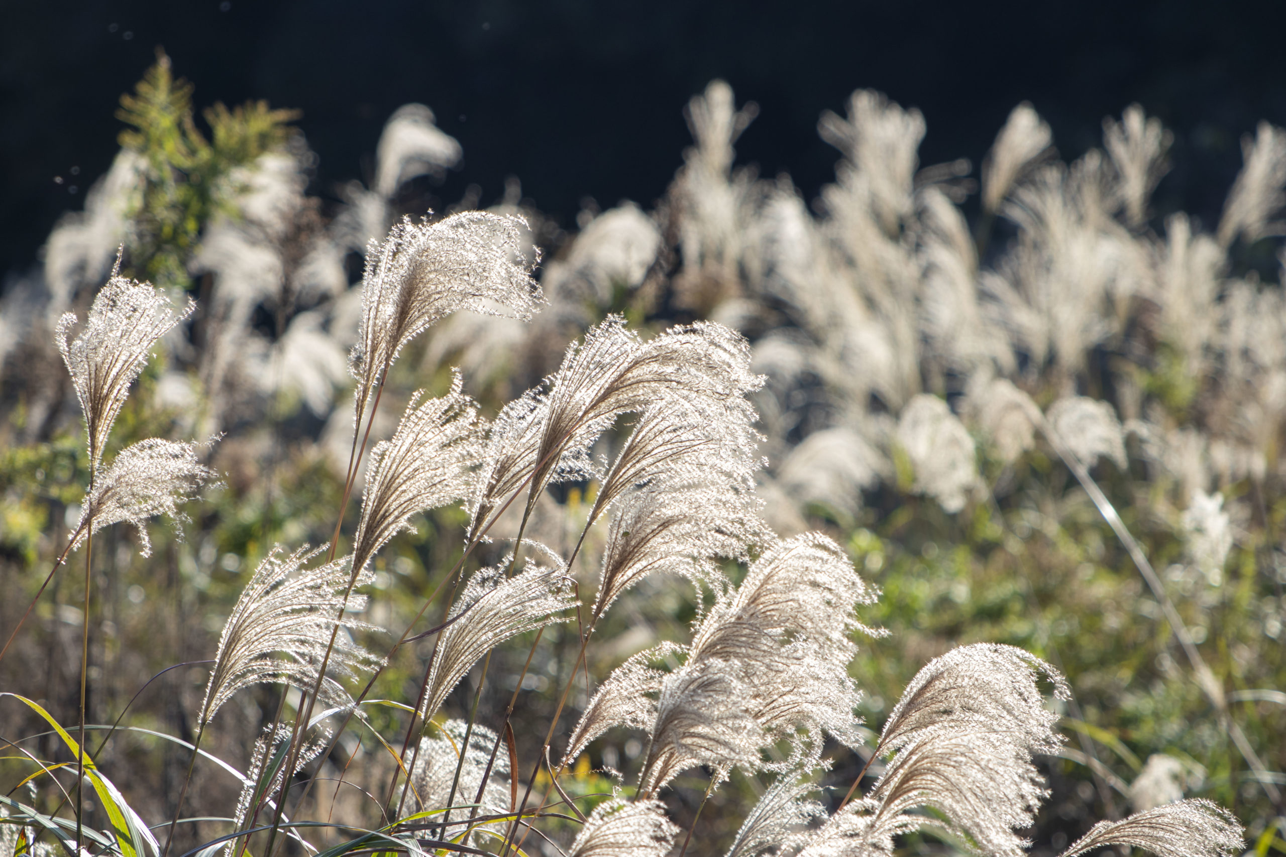 ススキ。本社の駐車場近所にて