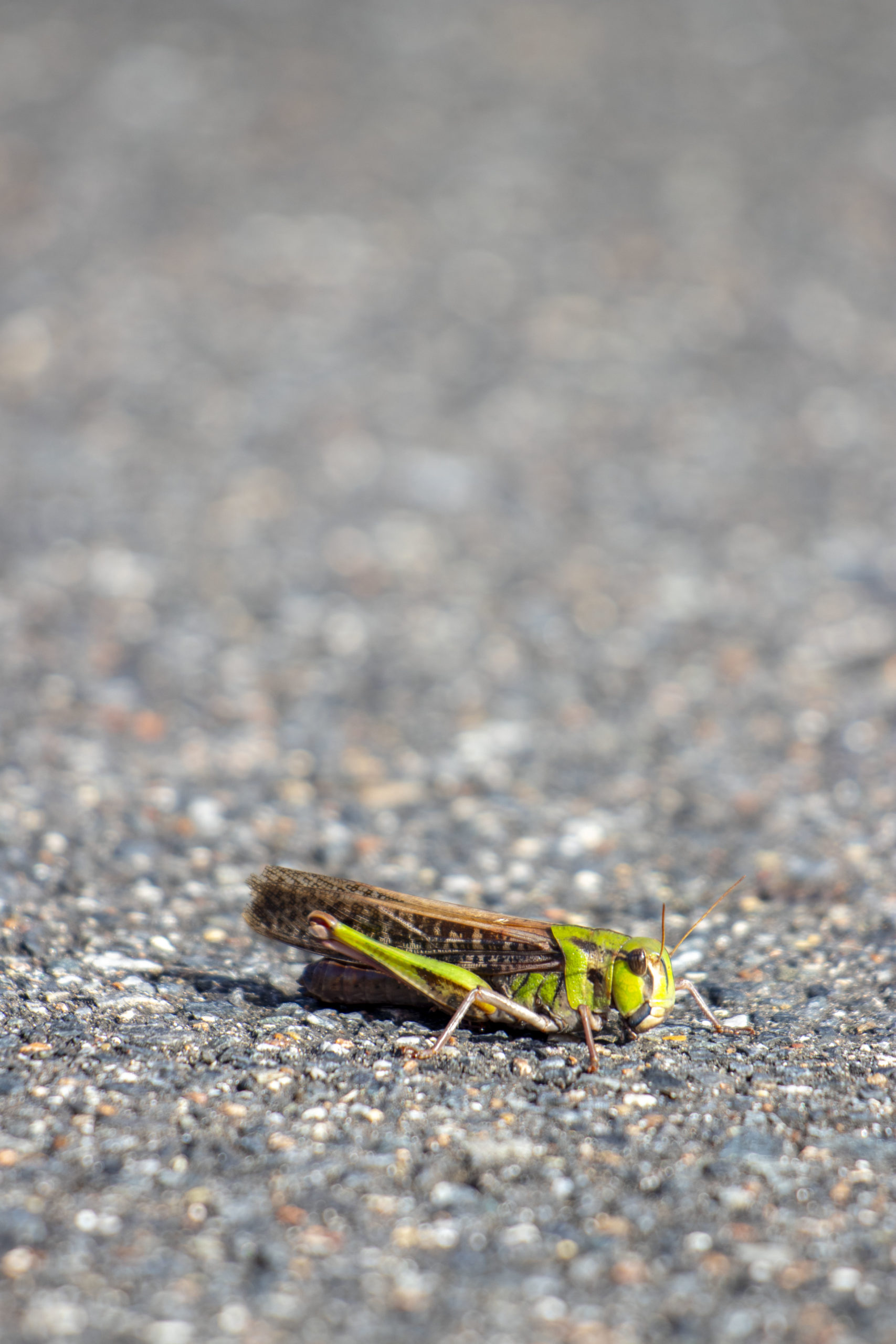 トノサマバッタ。本社にて。