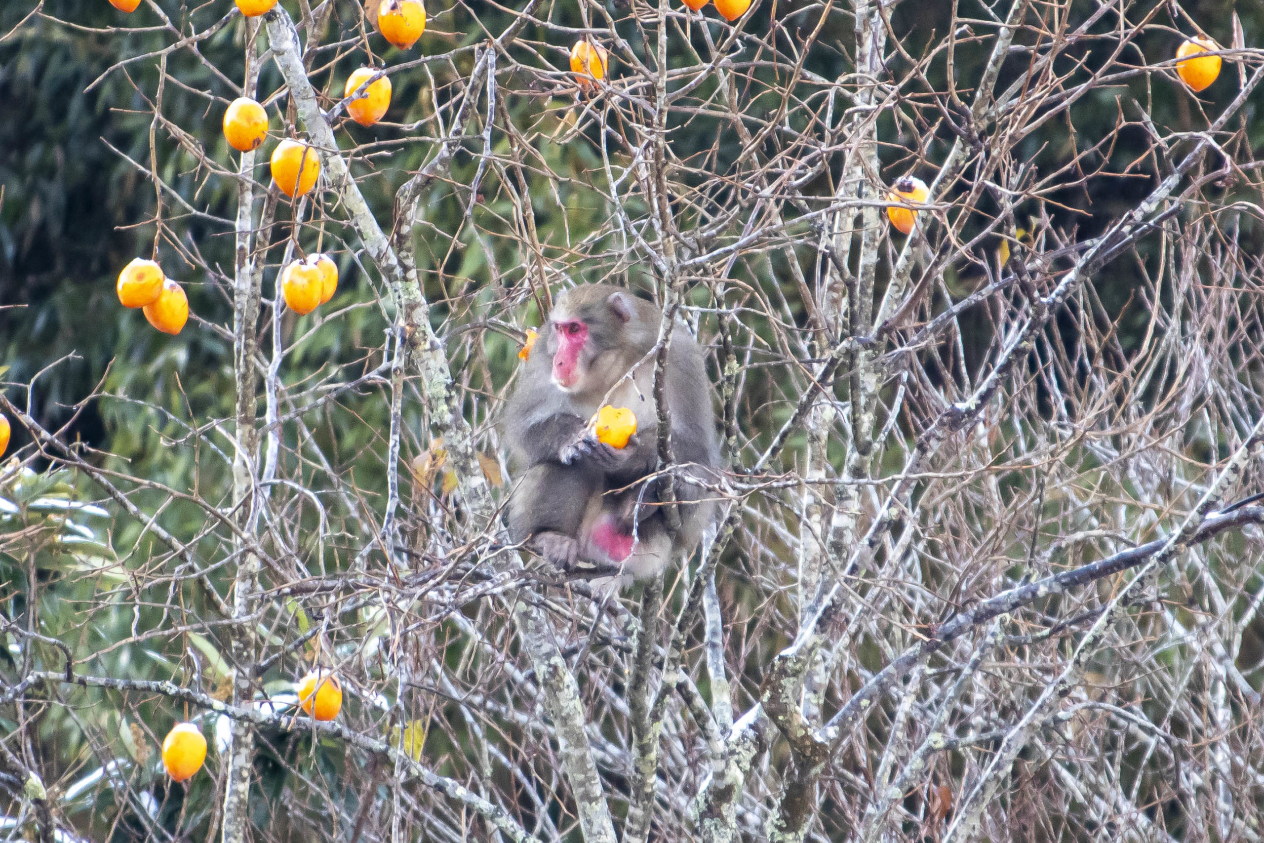柿を食べる猿。