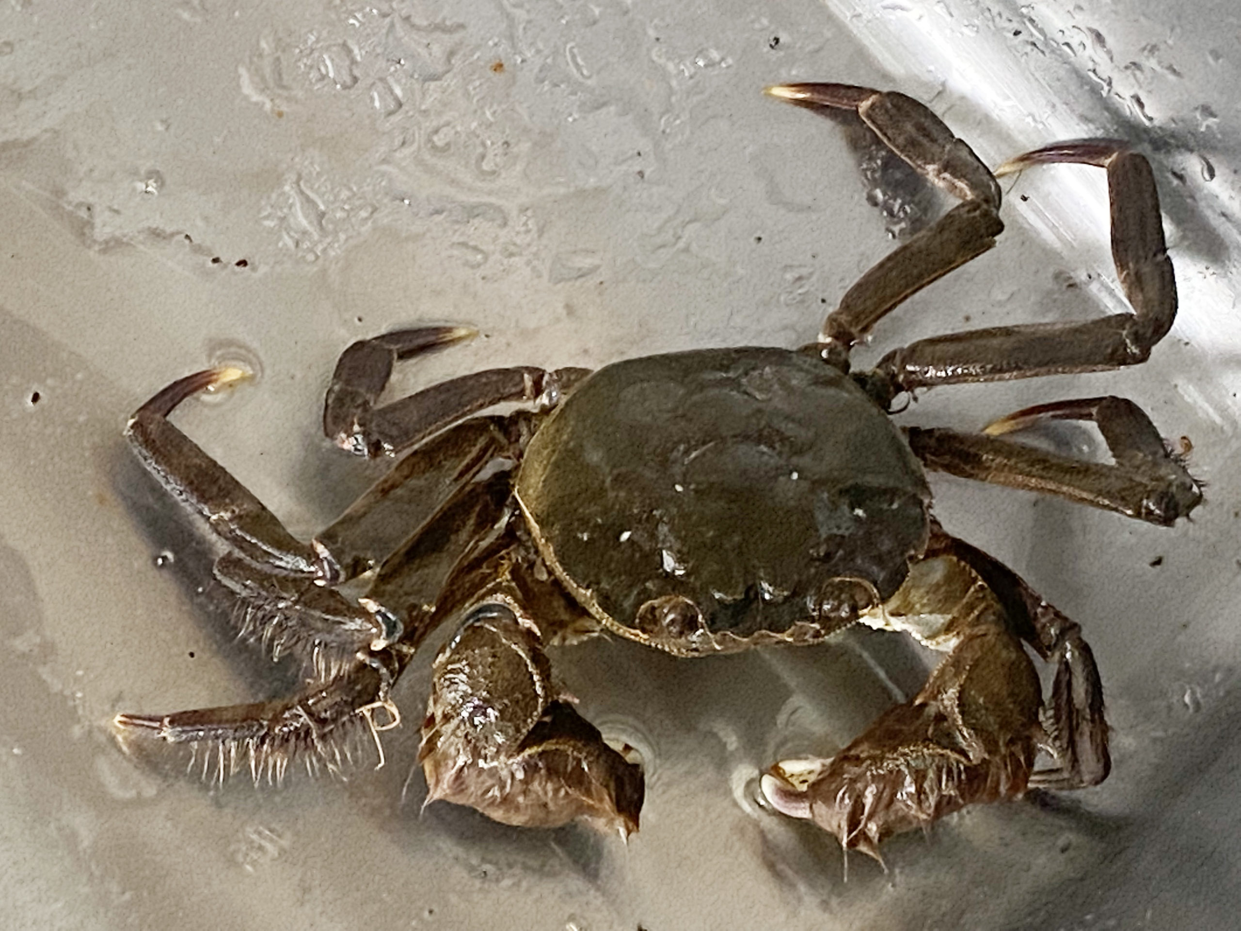 モクズガニ。（2022年9月撮影）