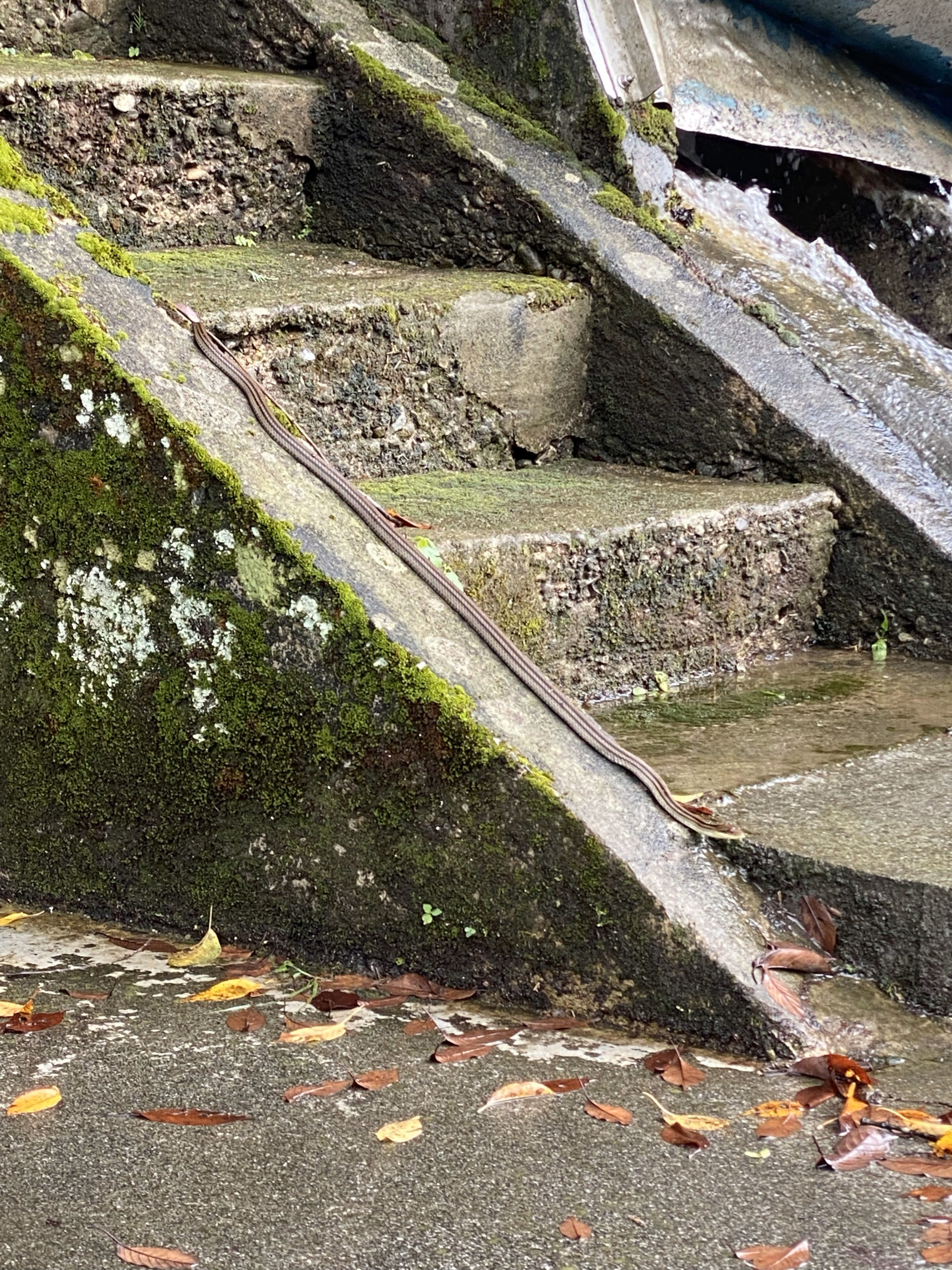 干支「巳」がいる？（2022年9月撮影）