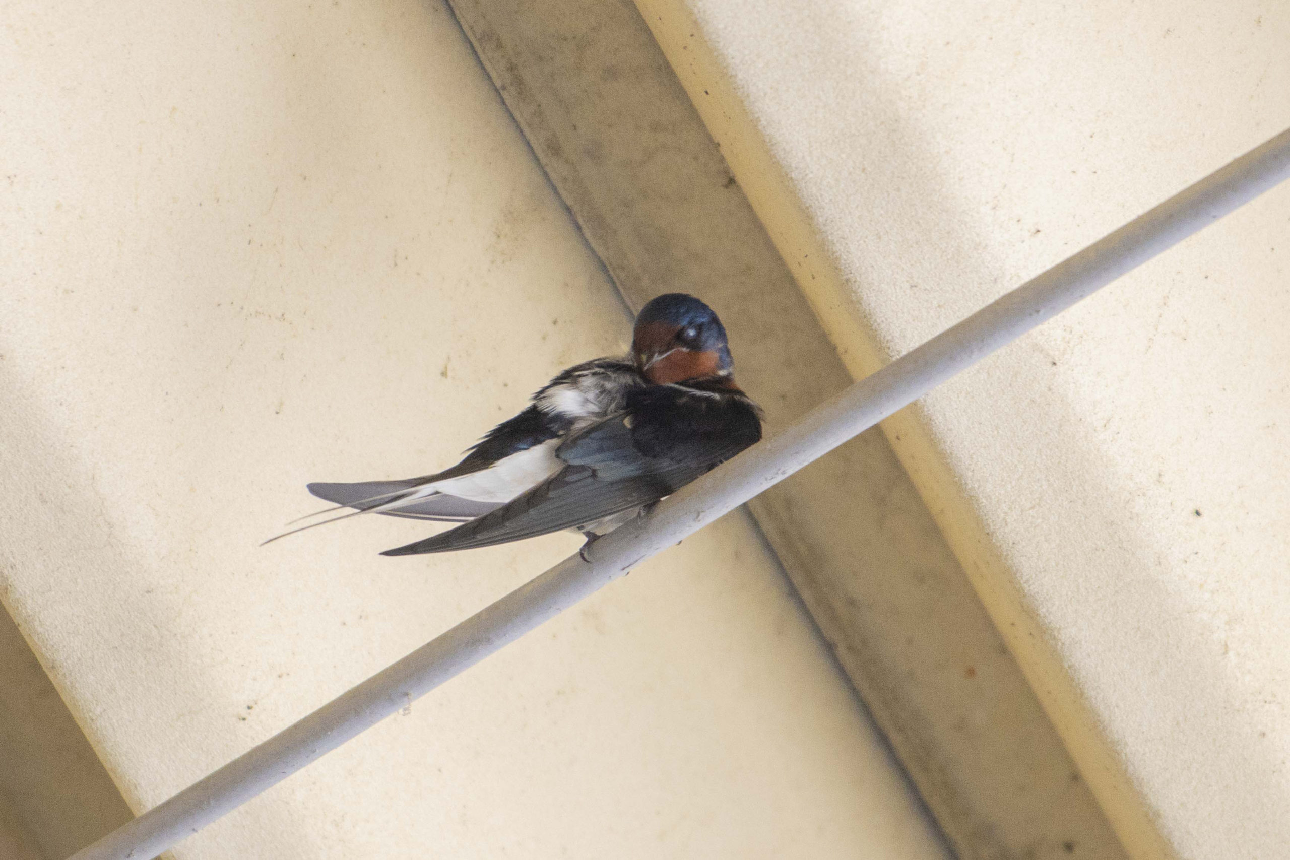 土食って虫食って口渋いツバメ。