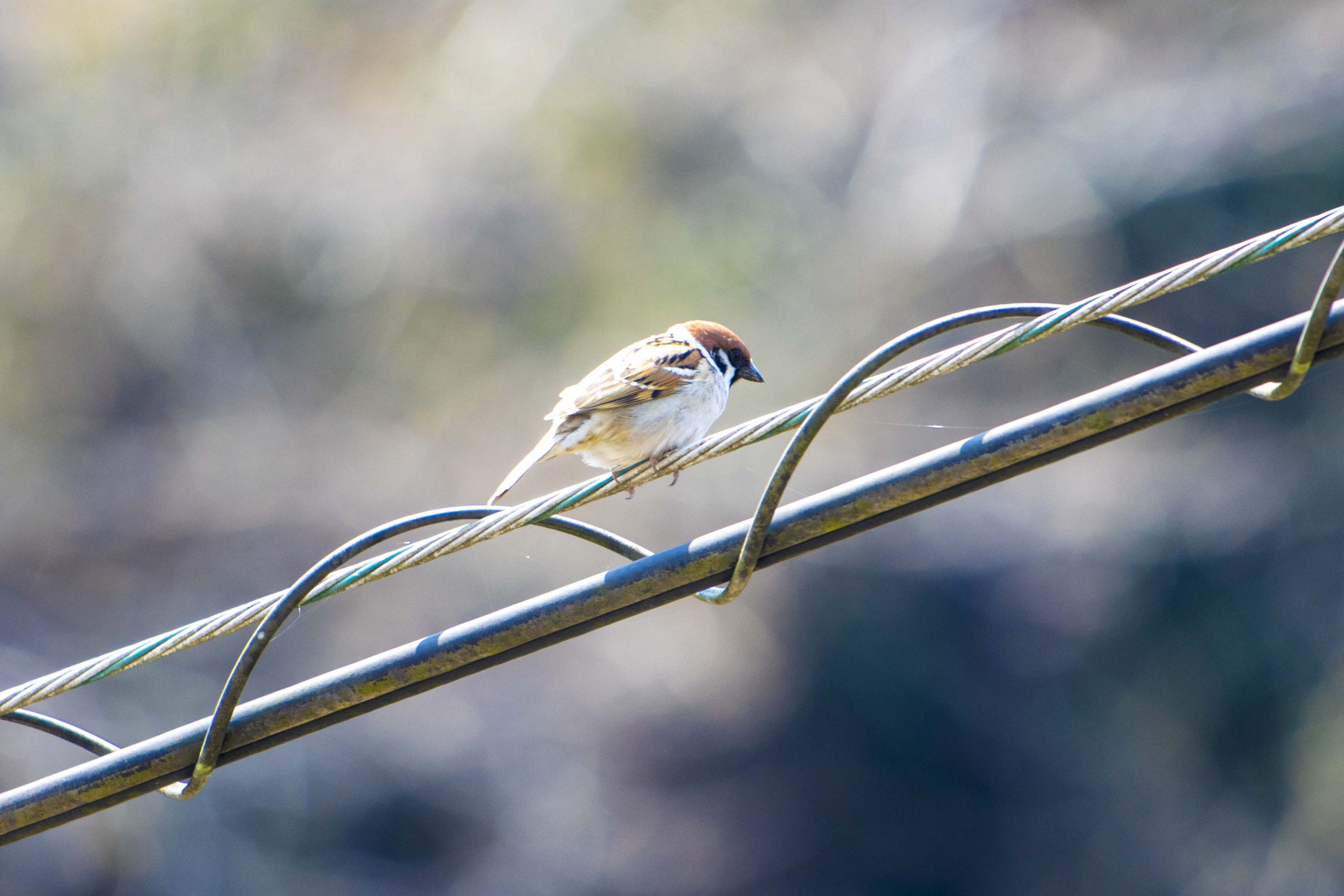 親近なスズメ。