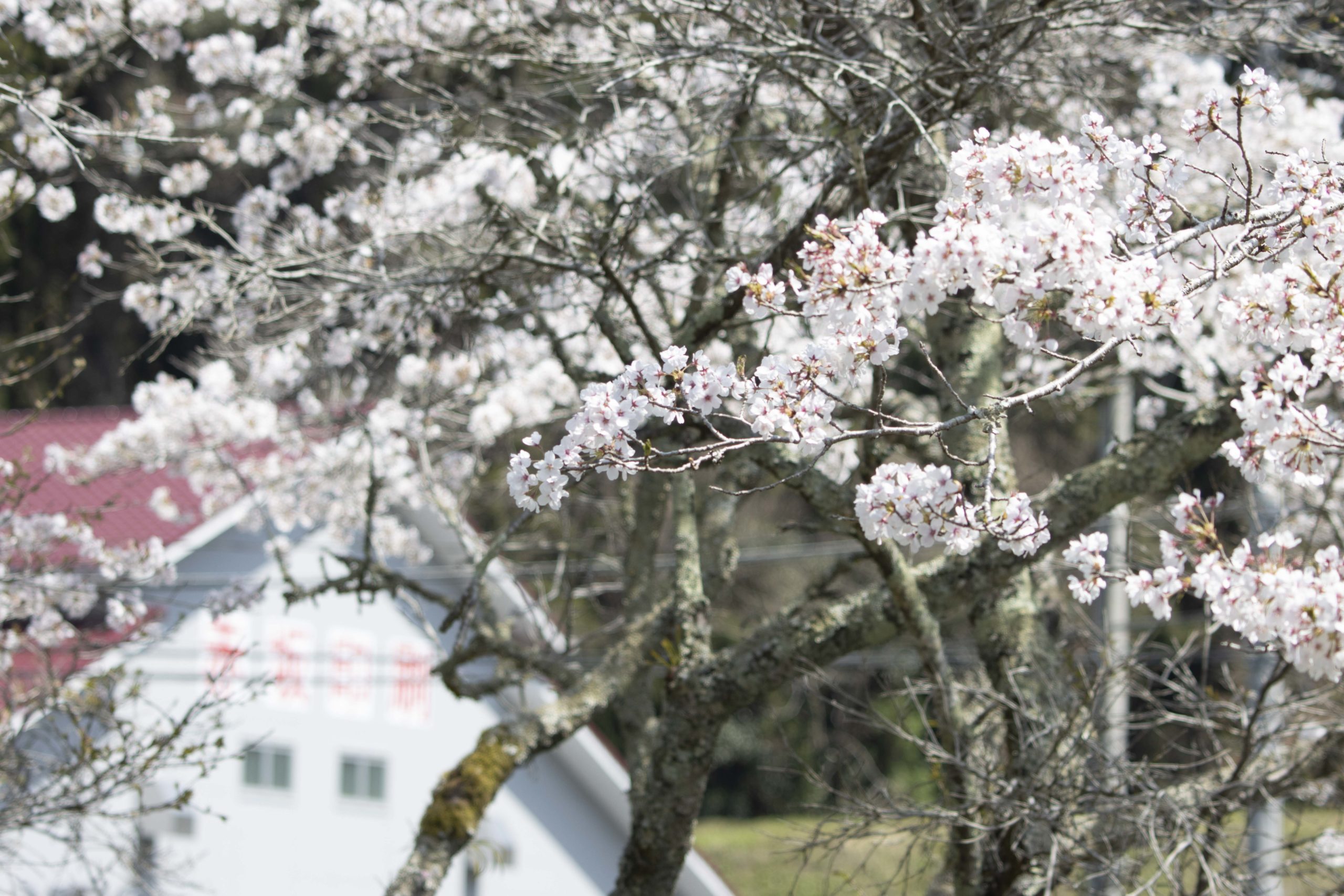 本社紙倉庫と桜。
