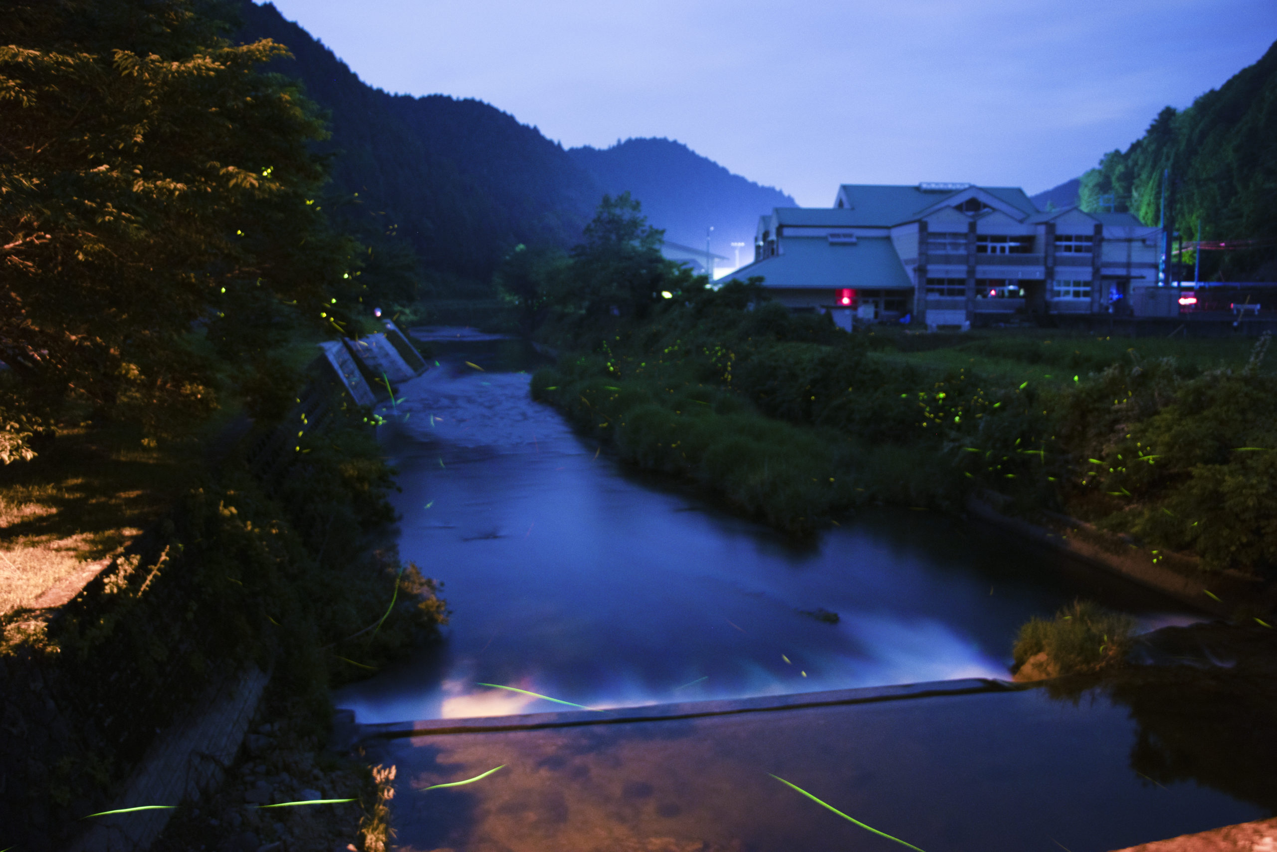 和田小学校周辺のホタル2。