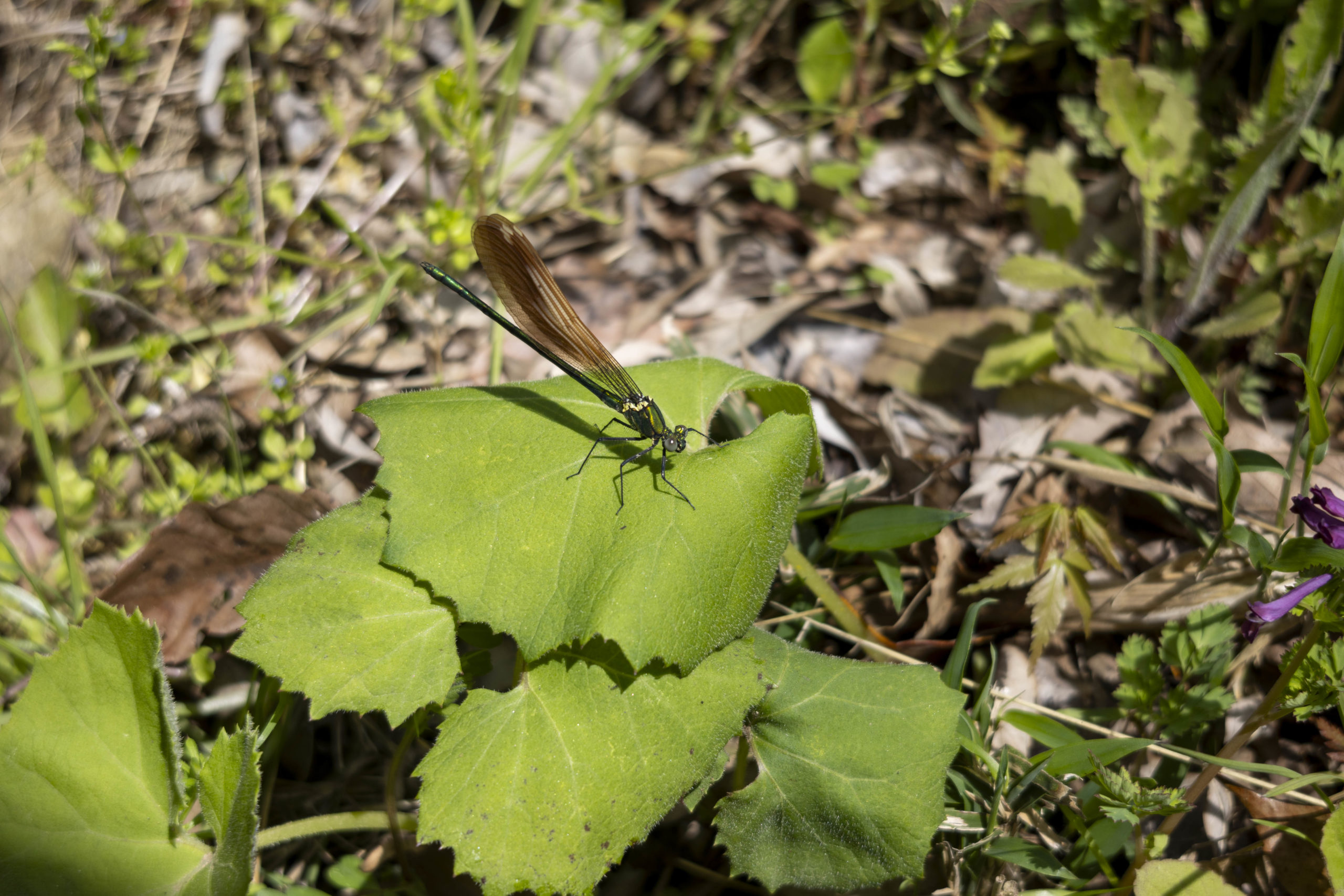 ハグロトンボ。